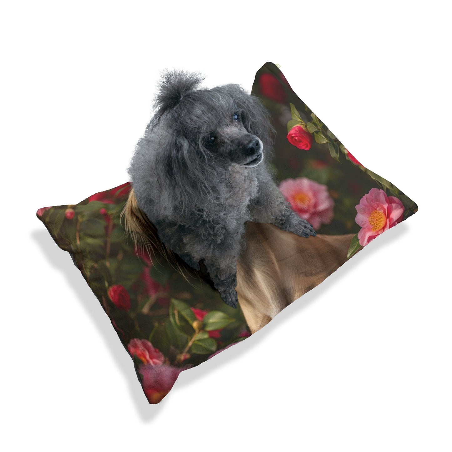 Chinese Saluki Pet Bed