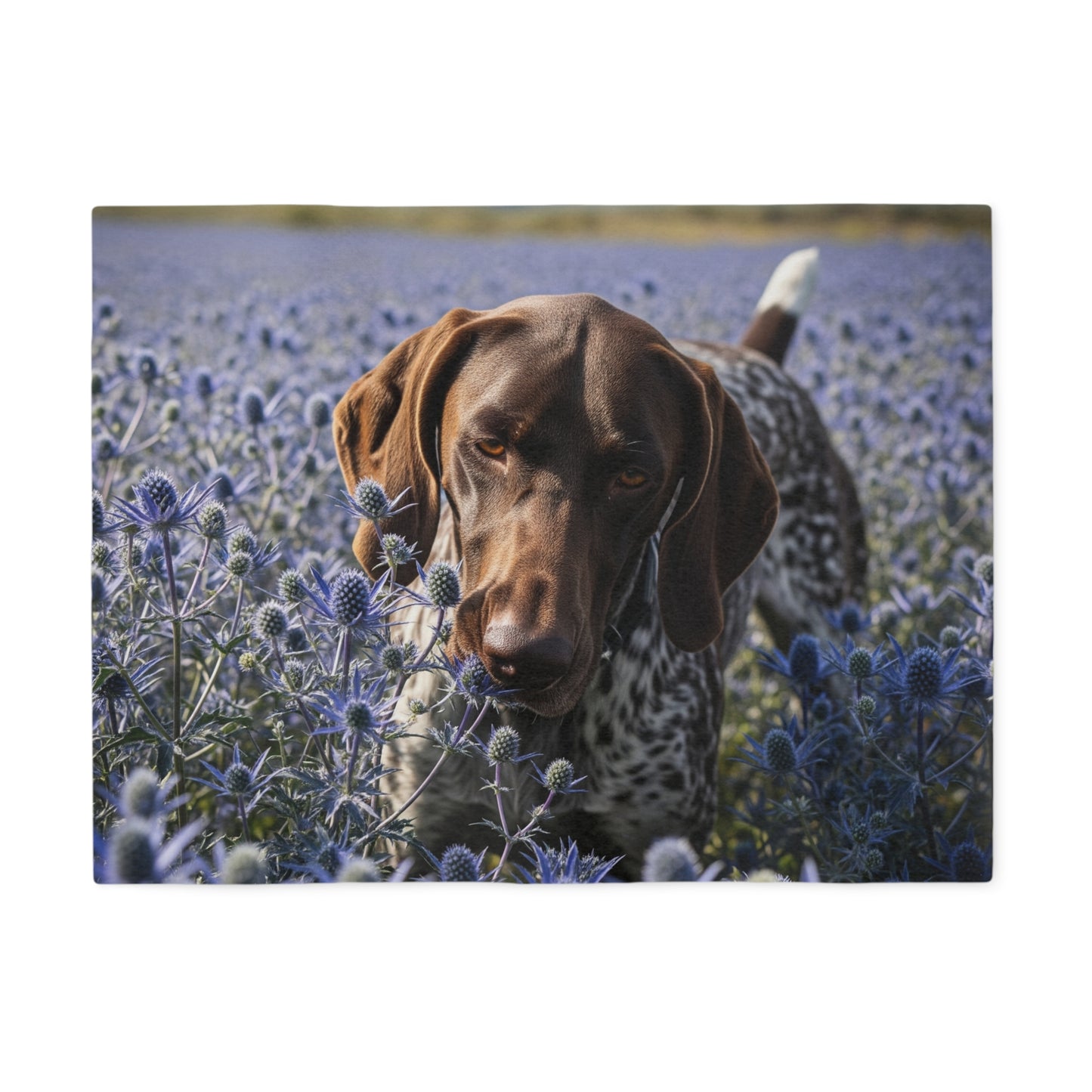 German Shorthaired Pointer Sweatshirt Blanket