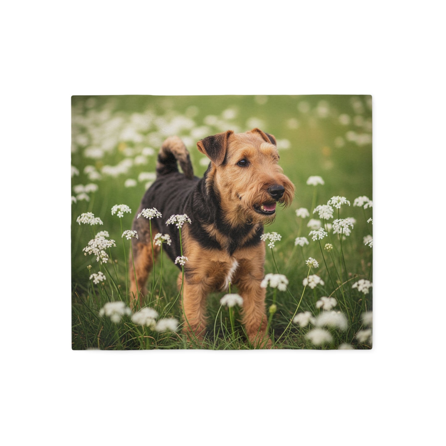 Lakeland Terrier Sweatshirt Blanket
