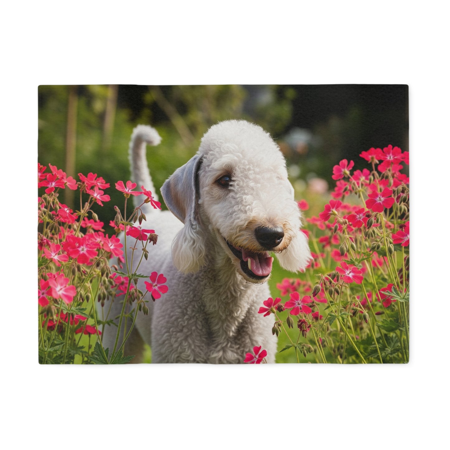Bedlington Terrier Sweatshirt Blanket
