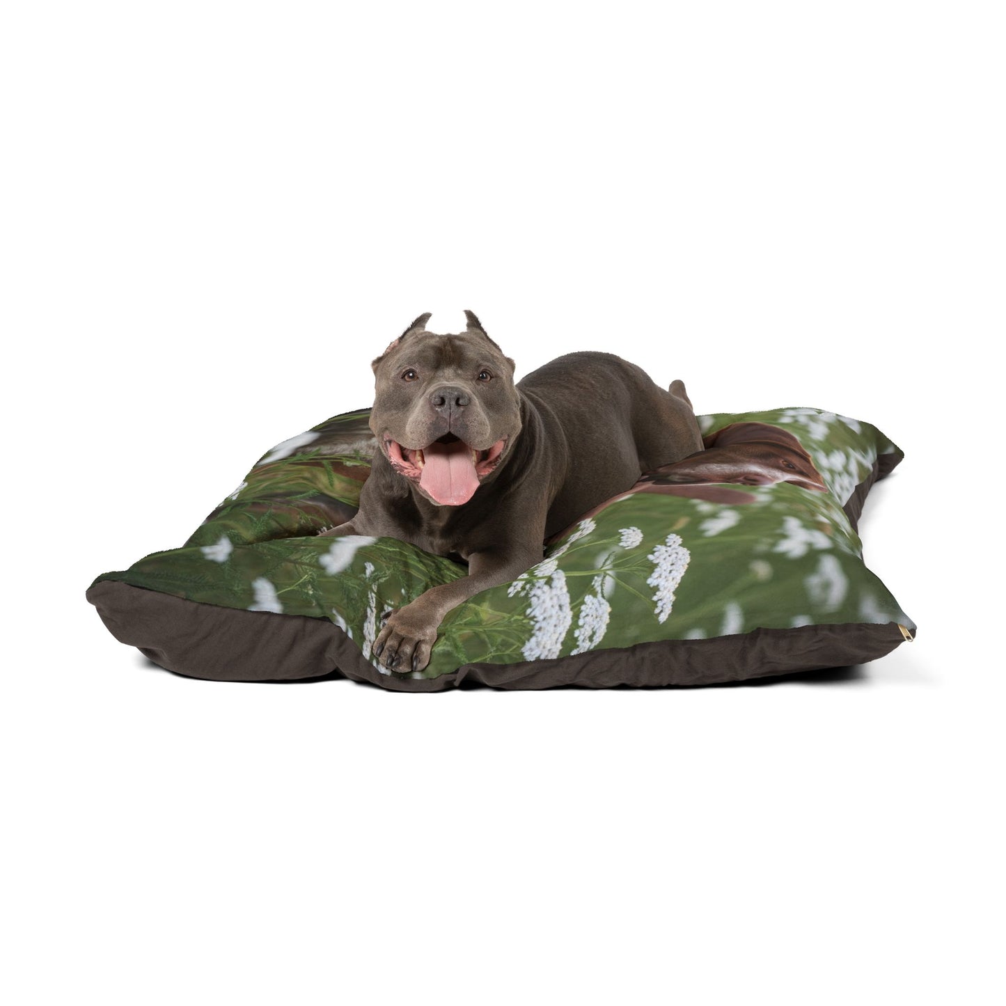 Braque du Bourbonnais Pet Bed