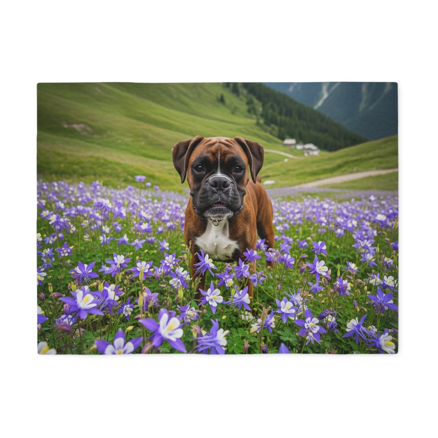 Boxer Sweatshirt Blanket