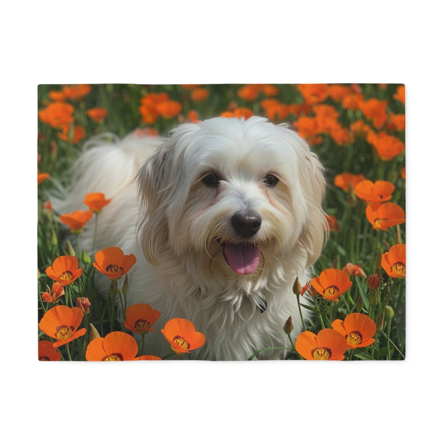 Havanese Sweatshirt Blanket