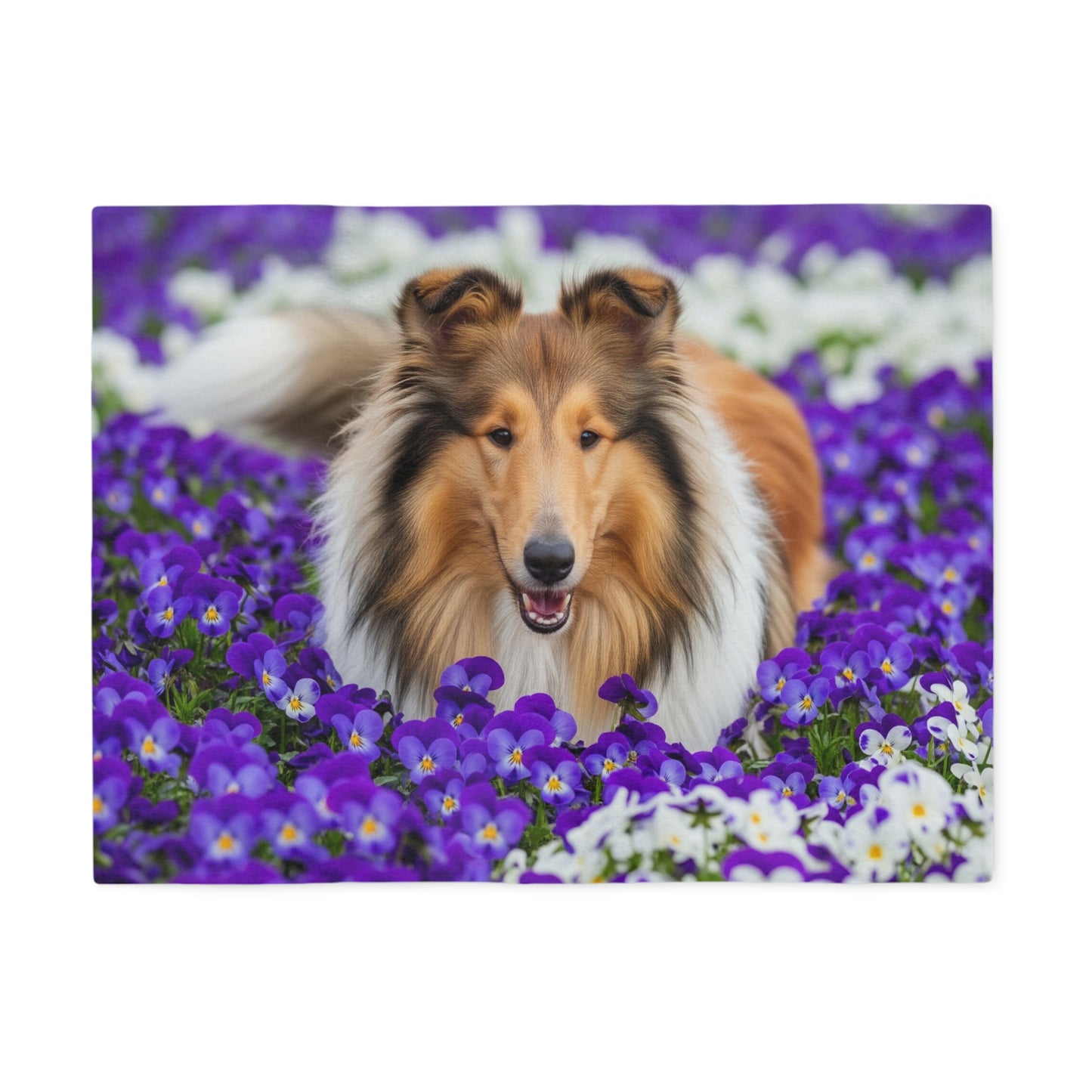 Collie Sweatshirt Blanket
