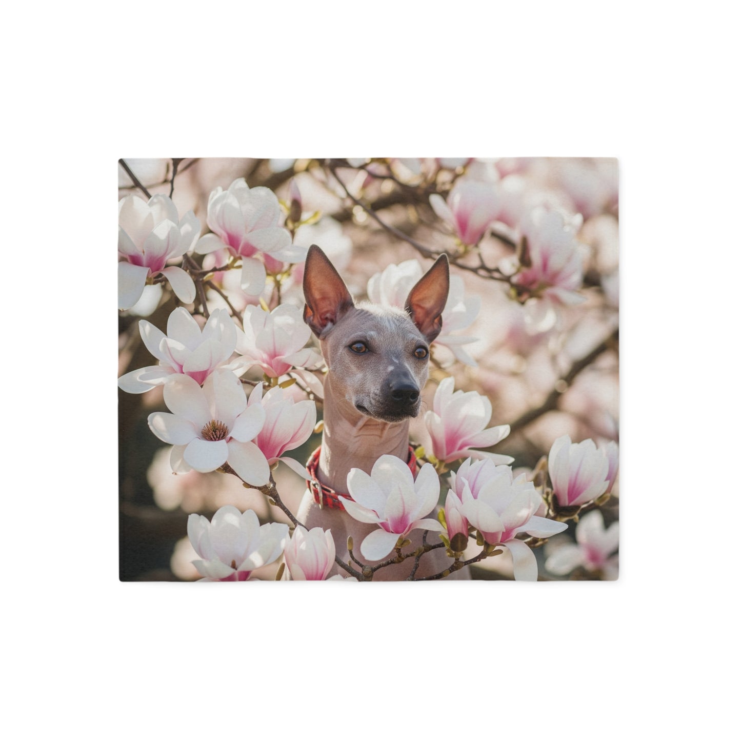 American Hairless Terrier Sweatshirt Blanket