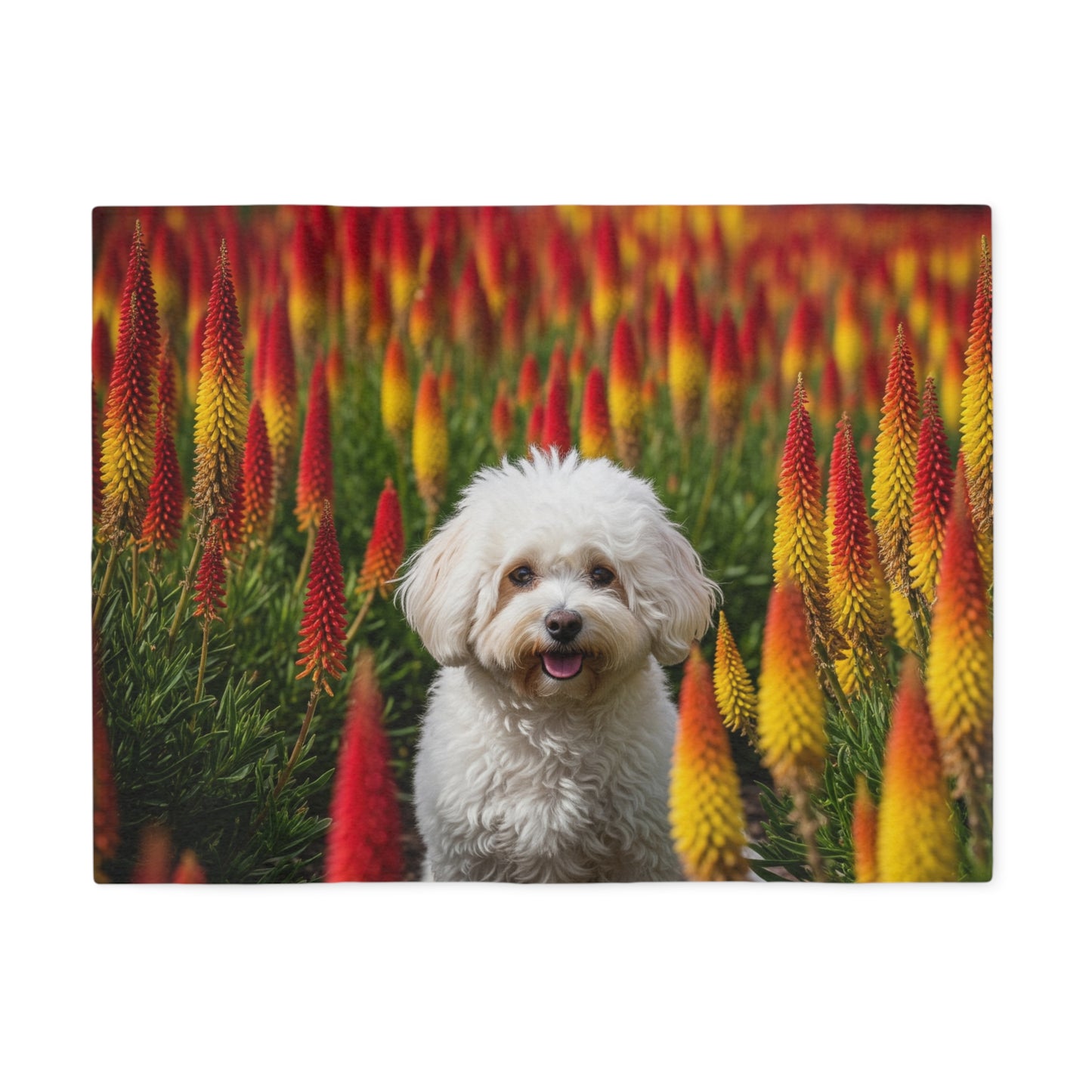 Bichonpoo Sweatshirt Blanket