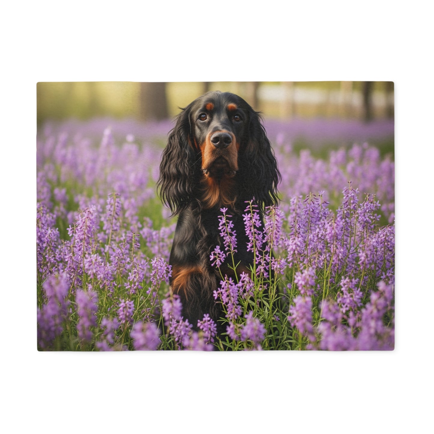 Gordon Setter Sweatshirt Blanket