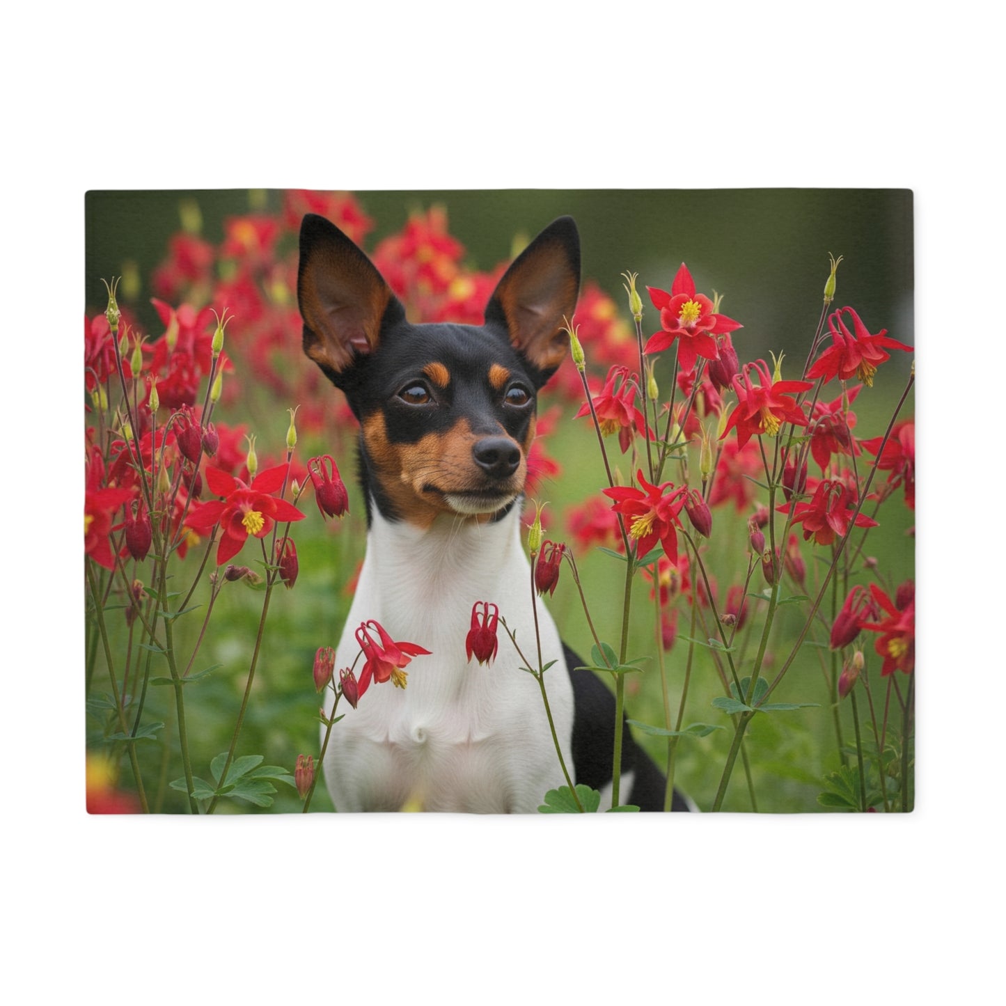 Toy Fox Terrier Sweatshirt Blanket