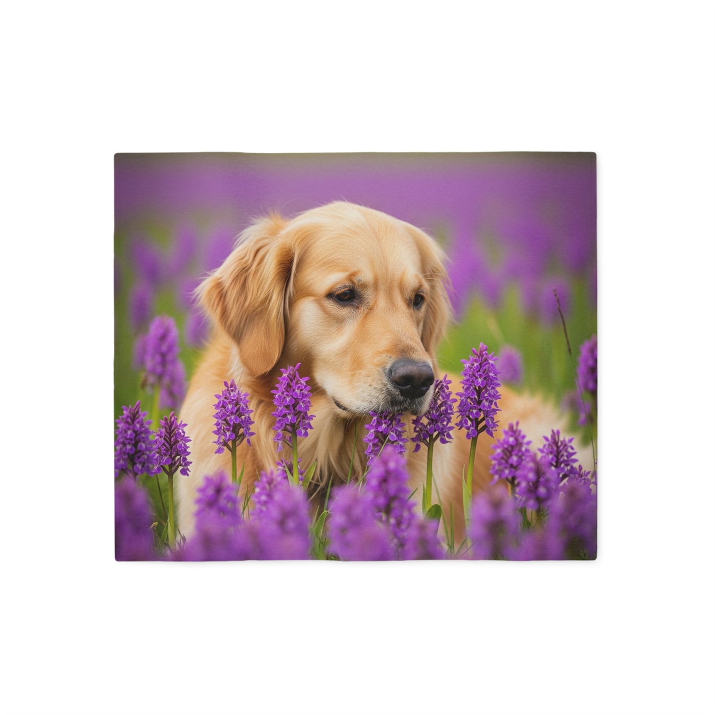 Golden Retriever Sweatshirt Blanket