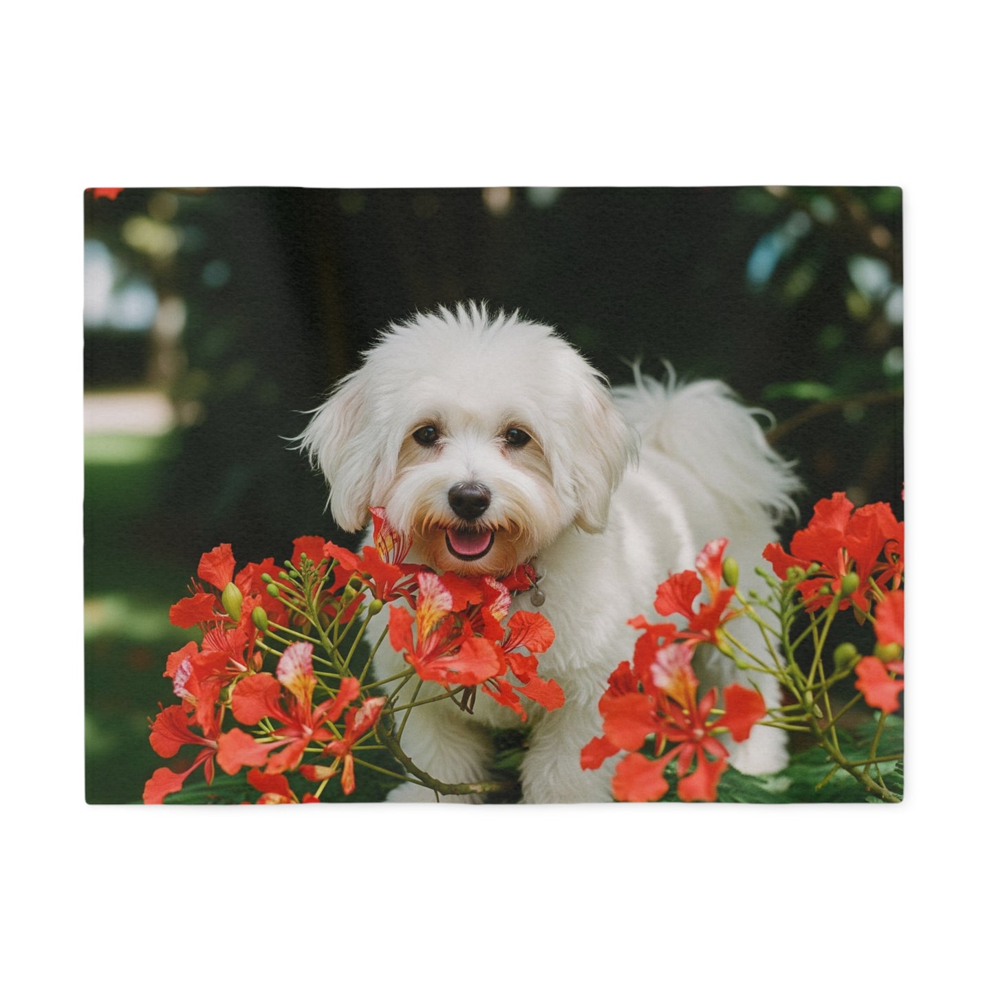 Coton de Tulear Sweatshirt Blanket