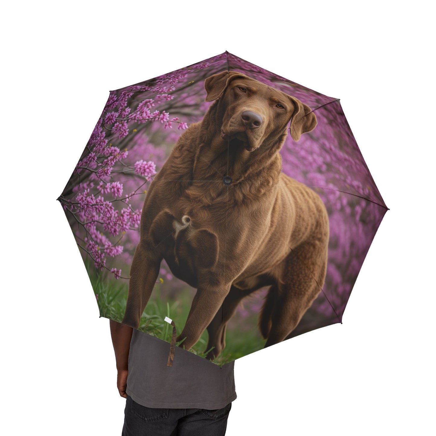 Chesapeake Bay Retriever Semi-Automatic Foldable Umbrella