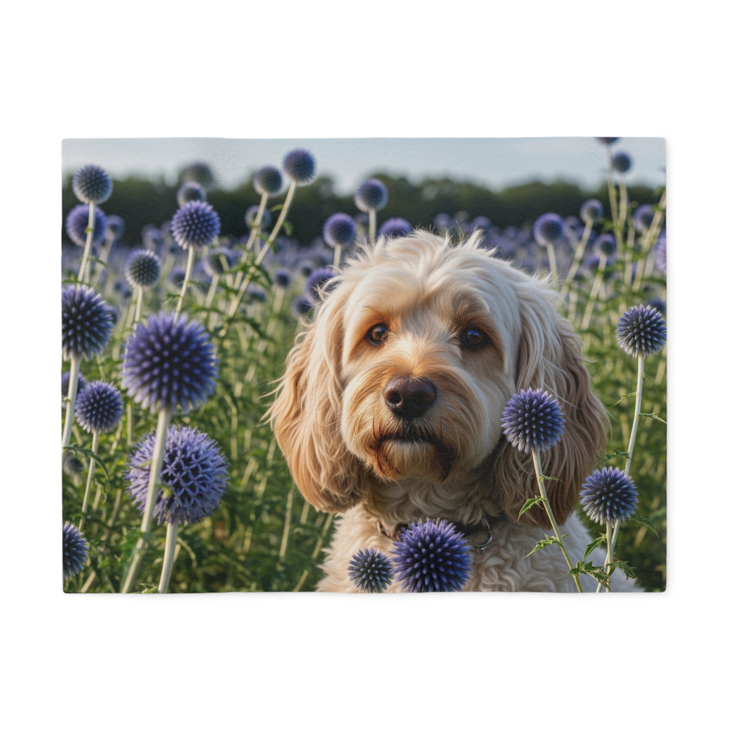 Spoodle Sweatshirt Blanket