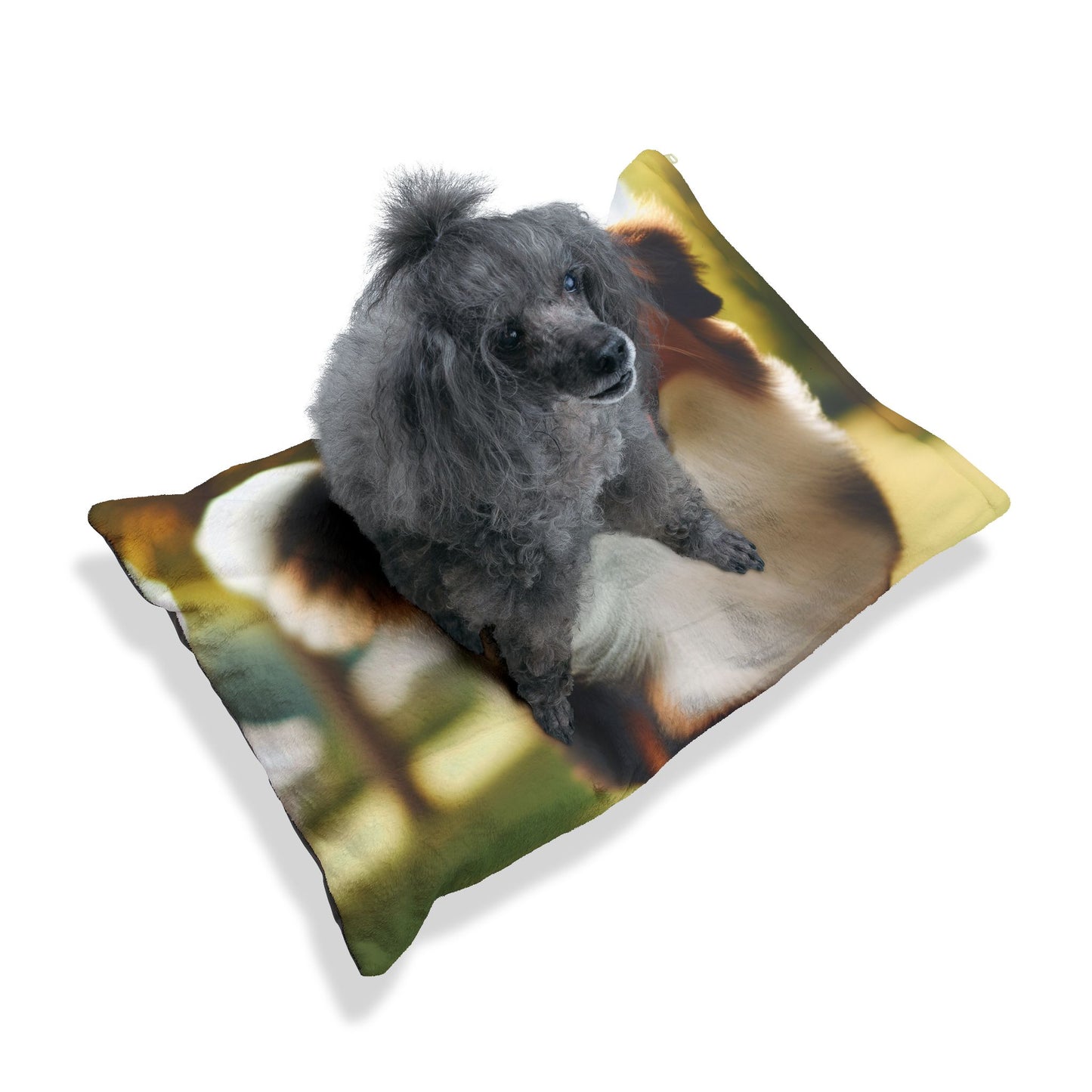Miniature American Shepherd Pet Bed