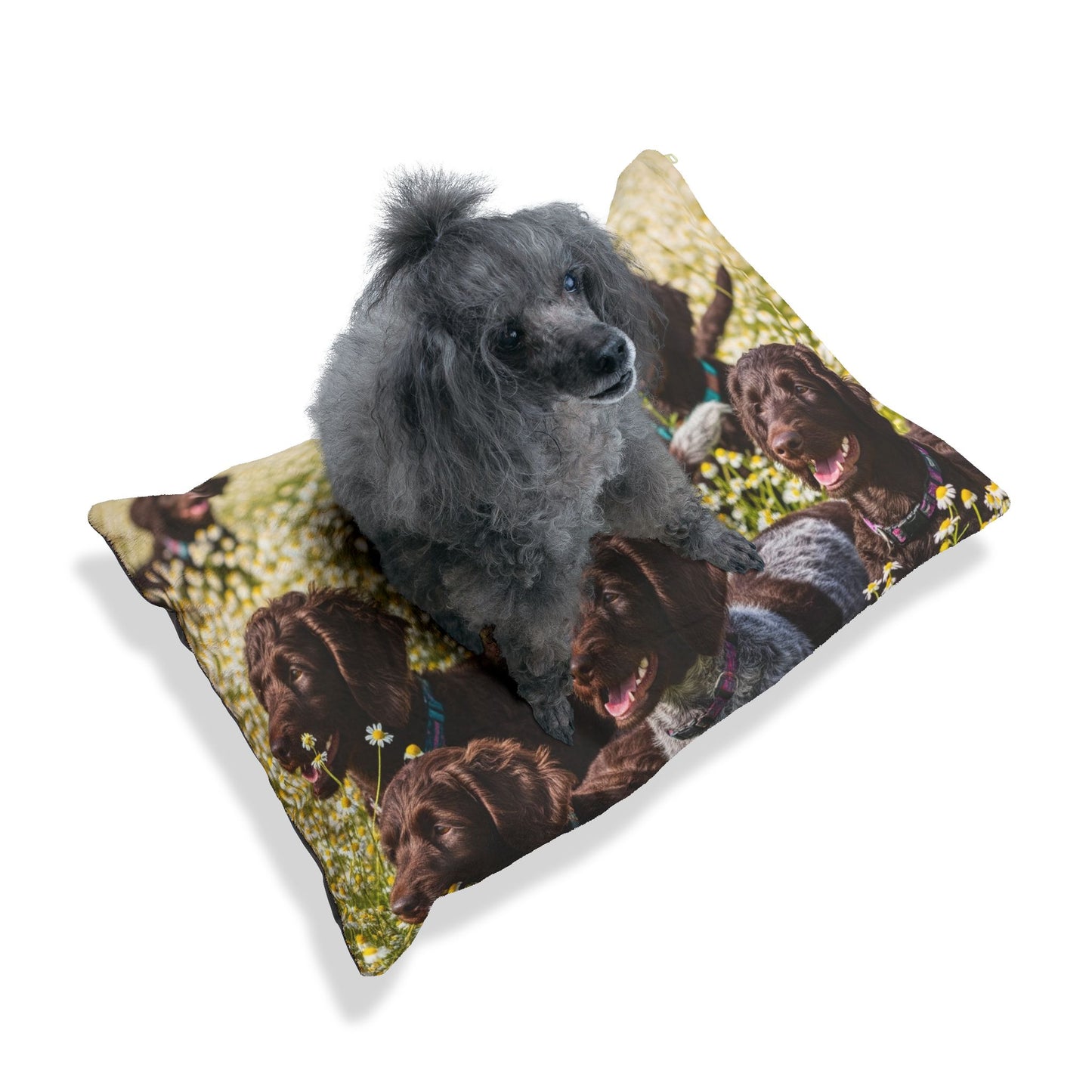 Pudelpointer Pet Bed