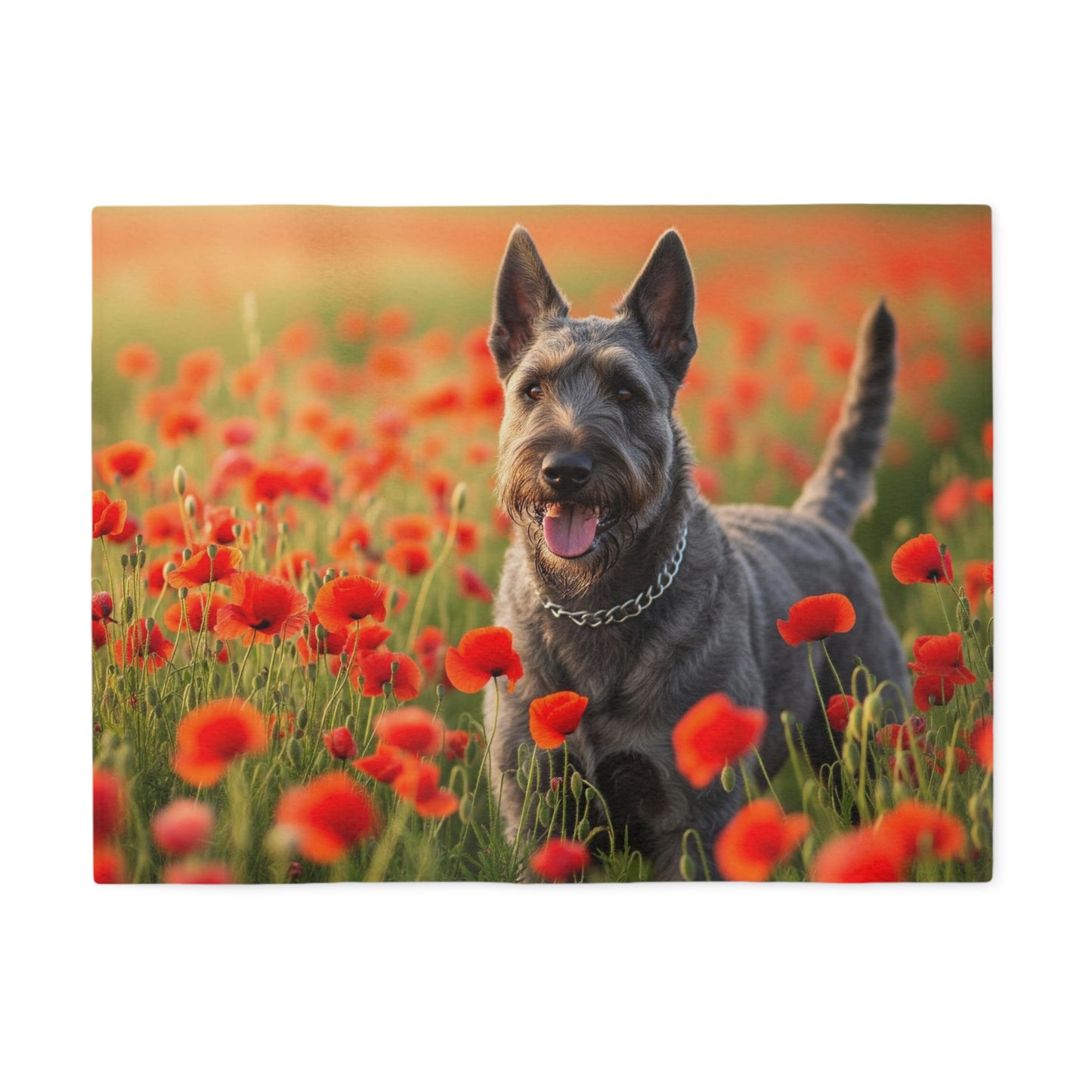 Bouvier des Ardennes Sweatshirt Blanket