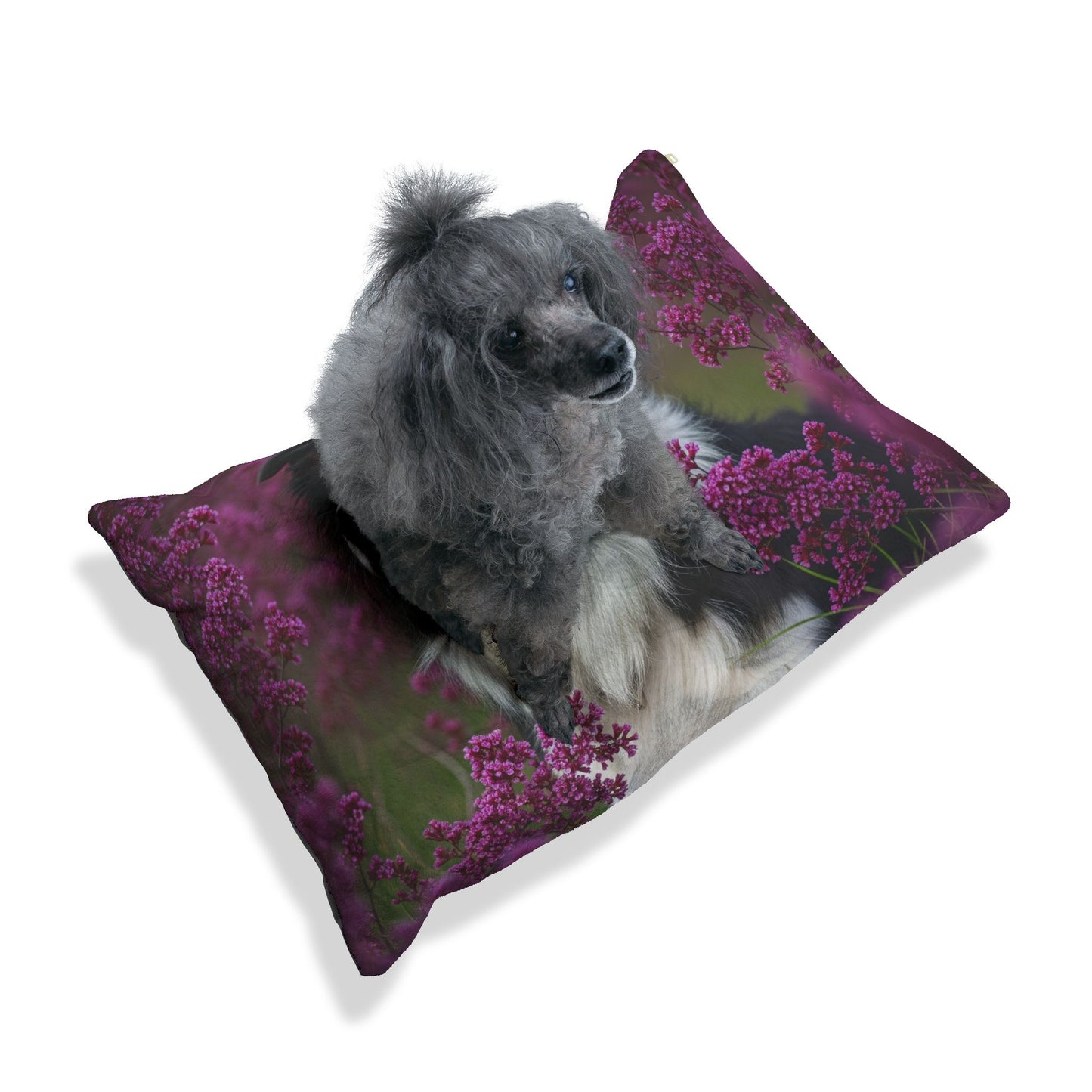 Border Collie Pet Bed