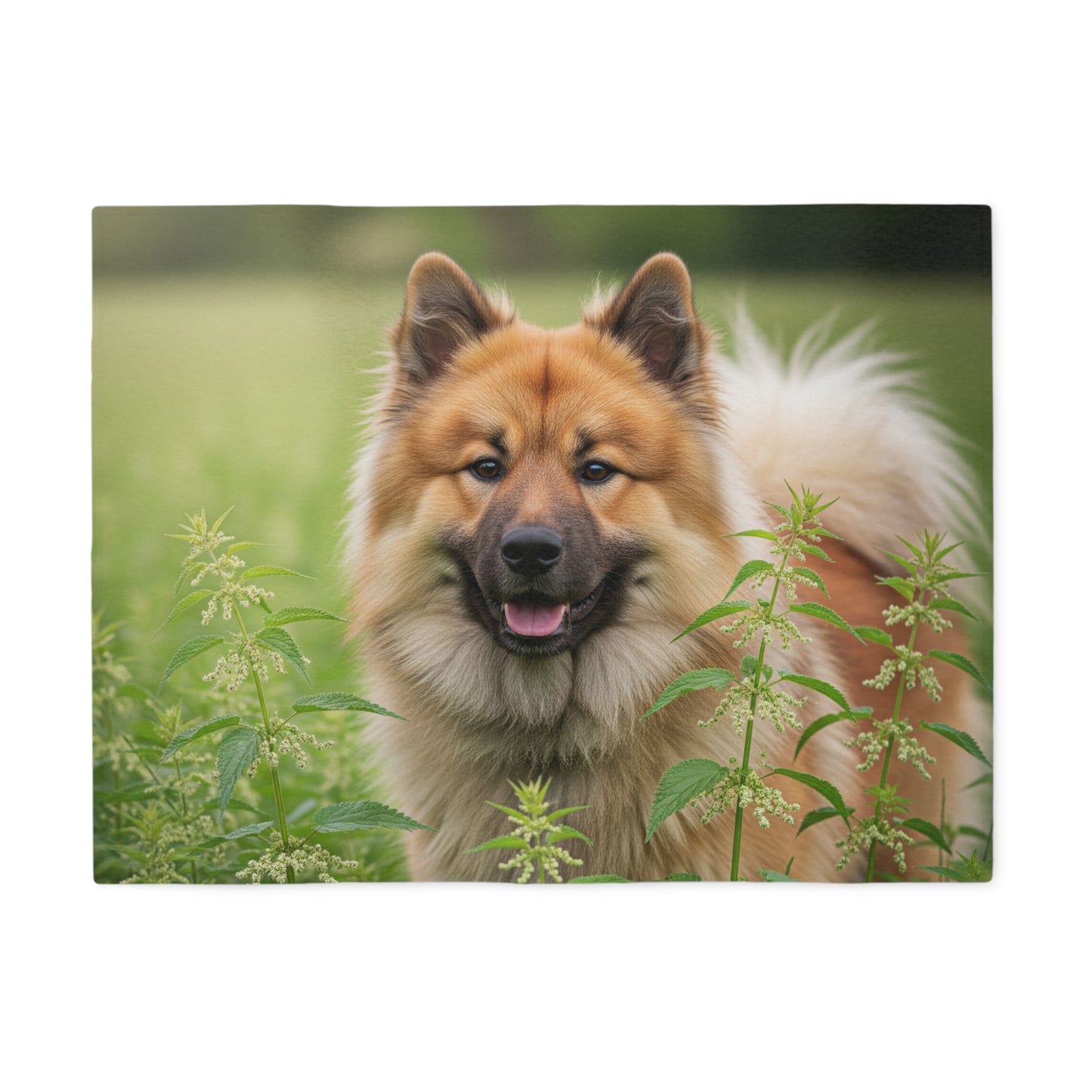 Eurasier Sweatshirt Blanket