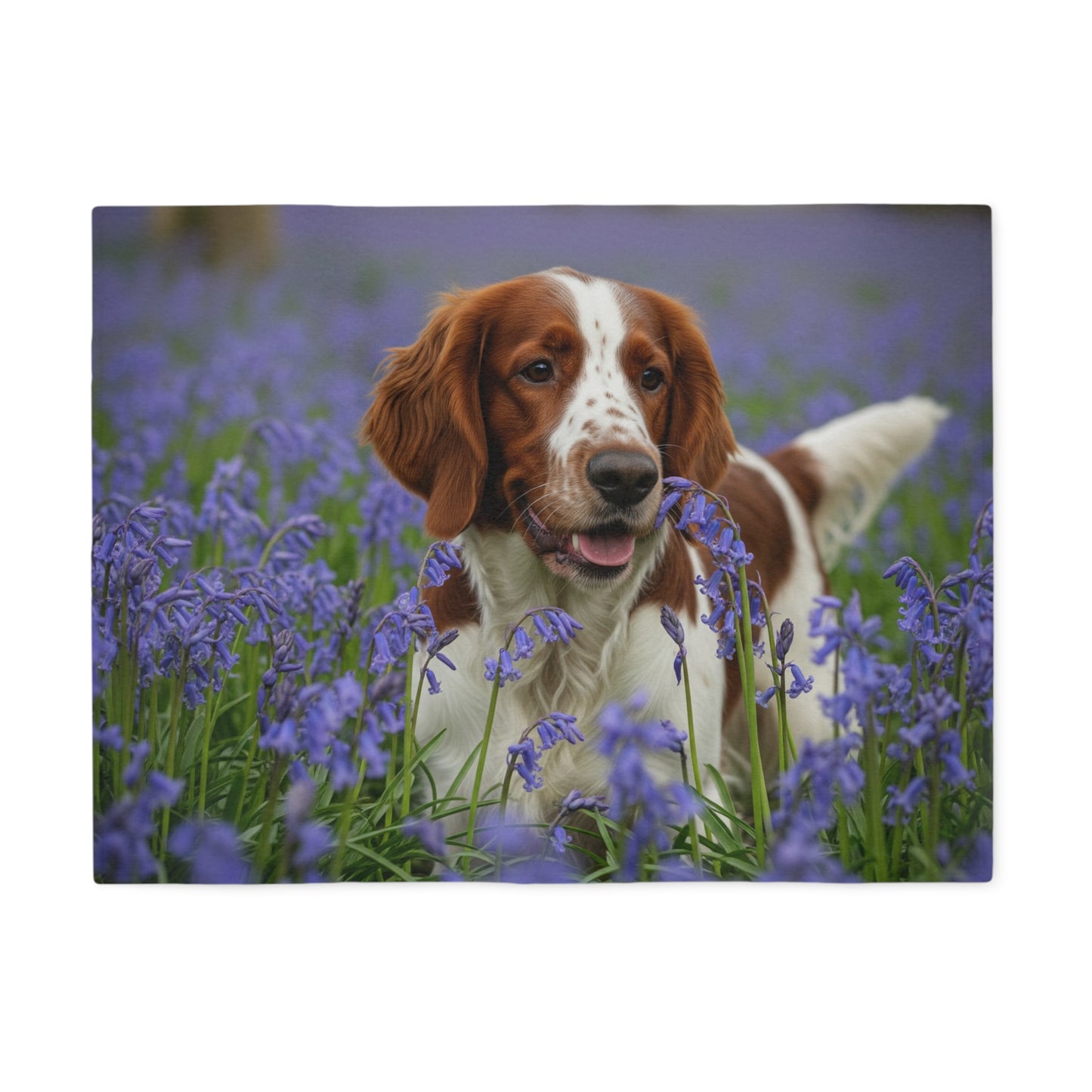 Welsh Springer Spaniel Sweatshirt Blanket