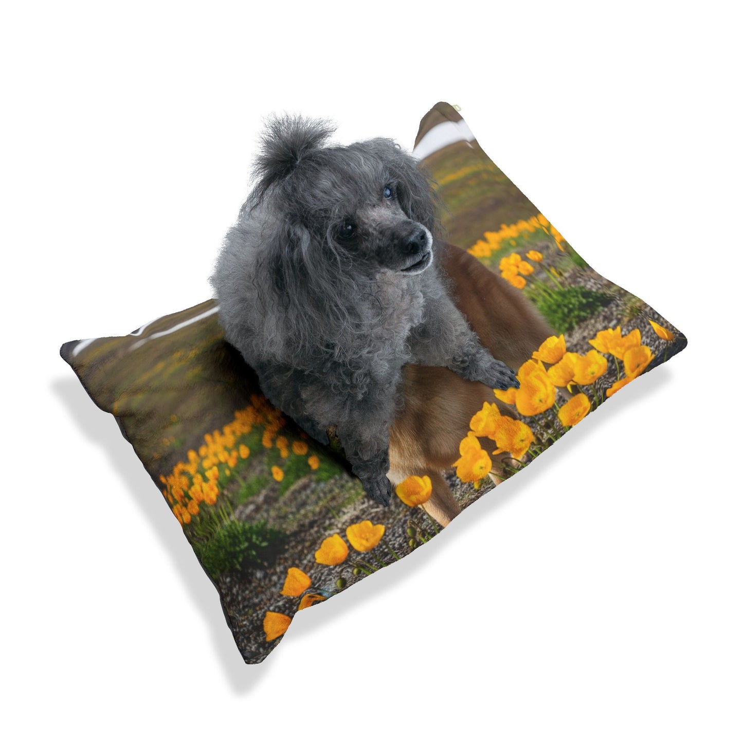 Norwegian Buhund Pet Bed