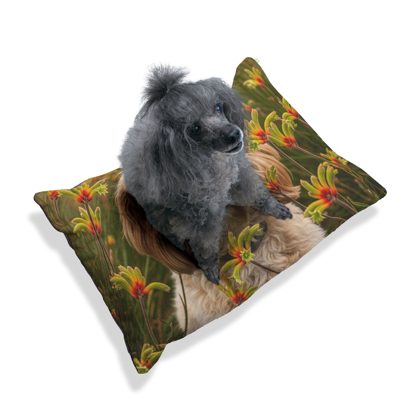 Cavoodle Pet Bed