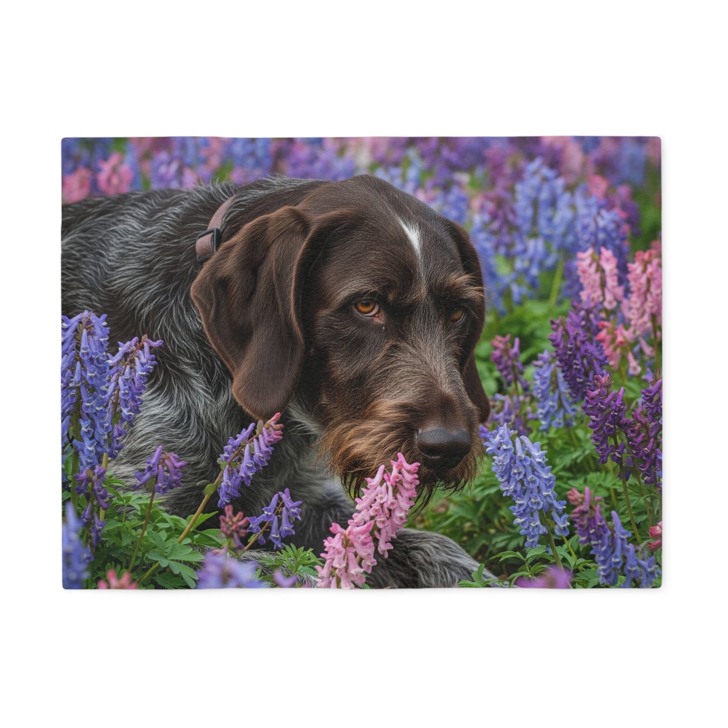 Wirehaired Slovakian Pointer Sweatshirt Blanket