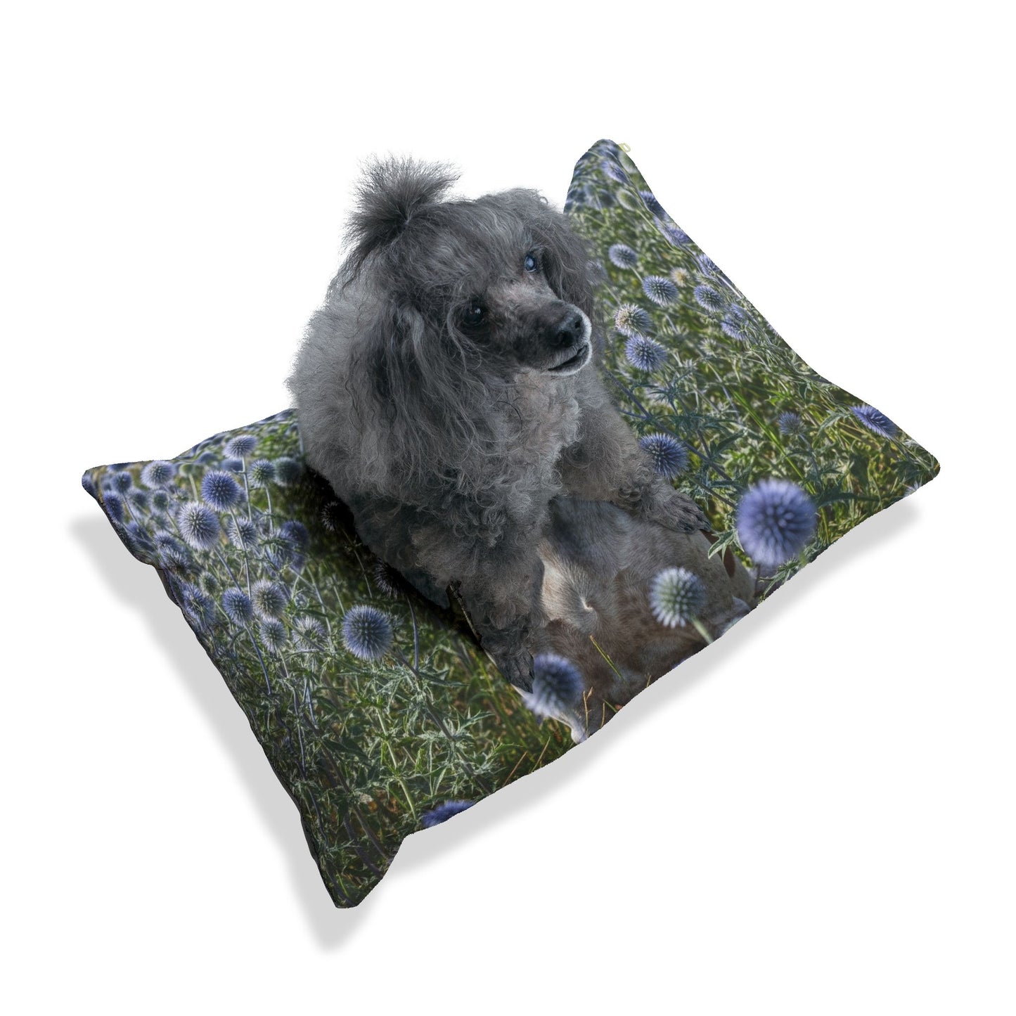 Braque Francais Pyrenean Pet Bed