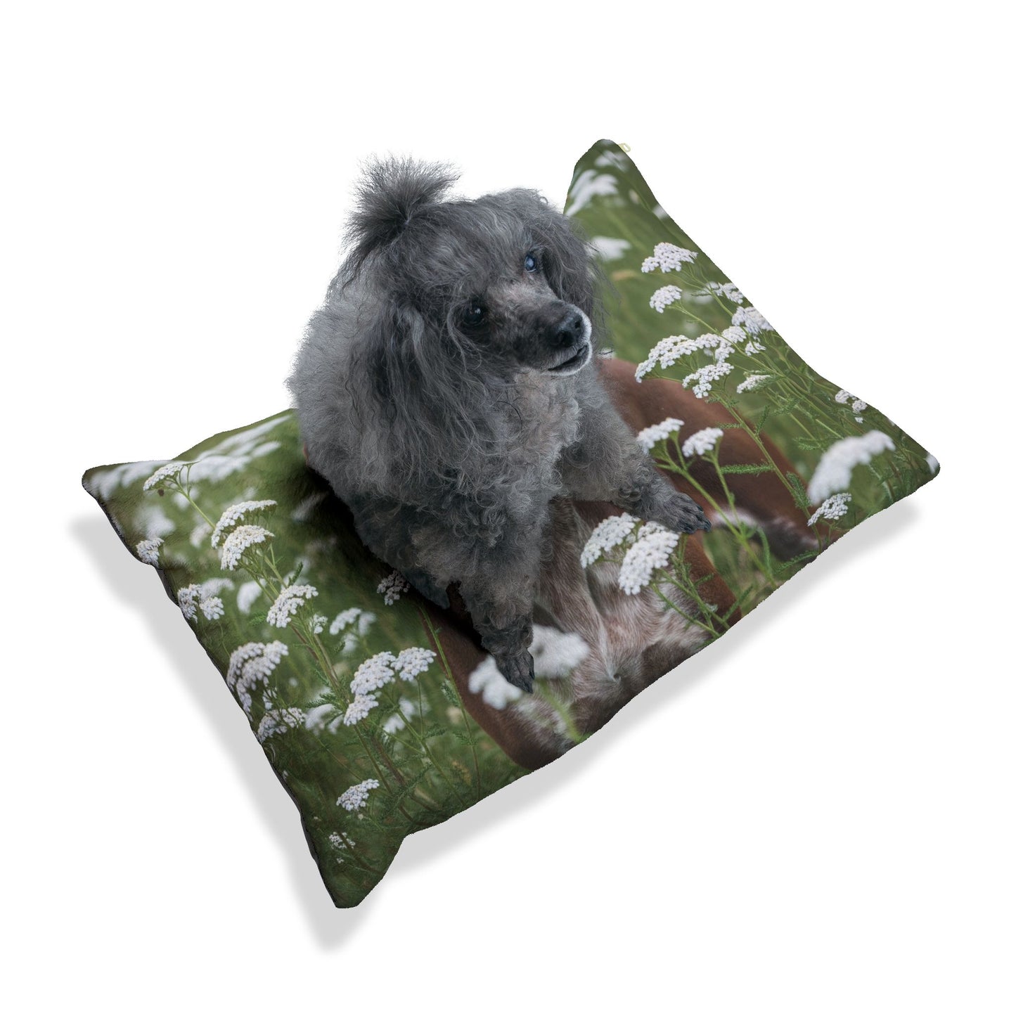 Braque du Bourbonnais Pet Bed