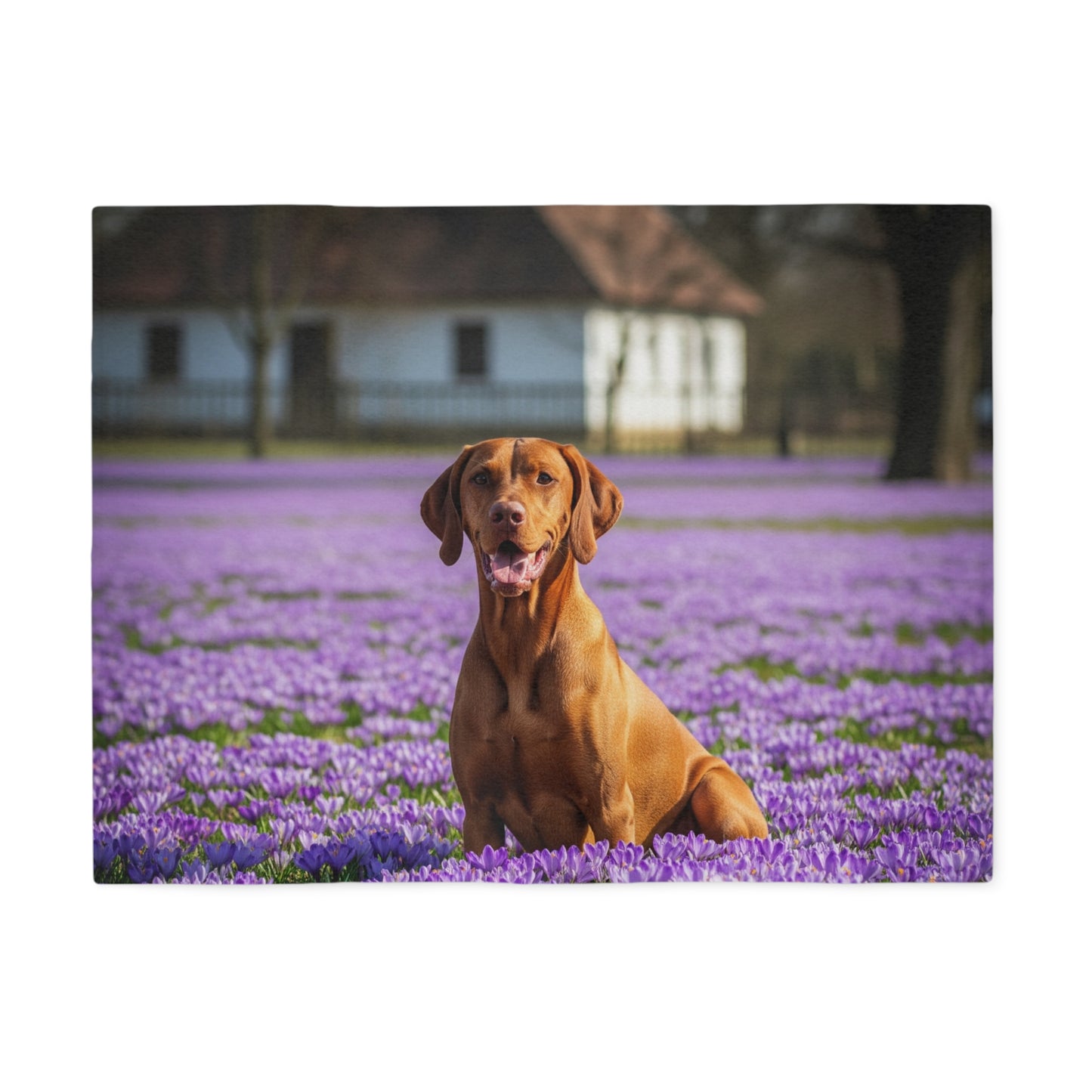 Vizsla Sweatshirt Blanket