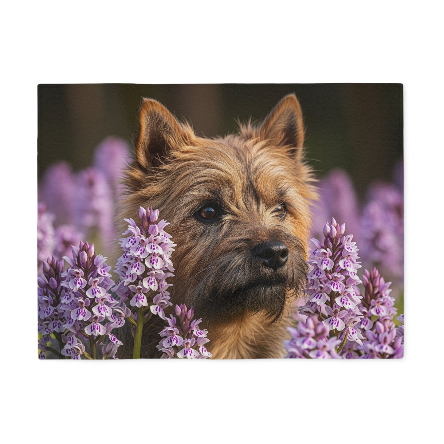 Cairn Terrier Sweatshirt Blanket
