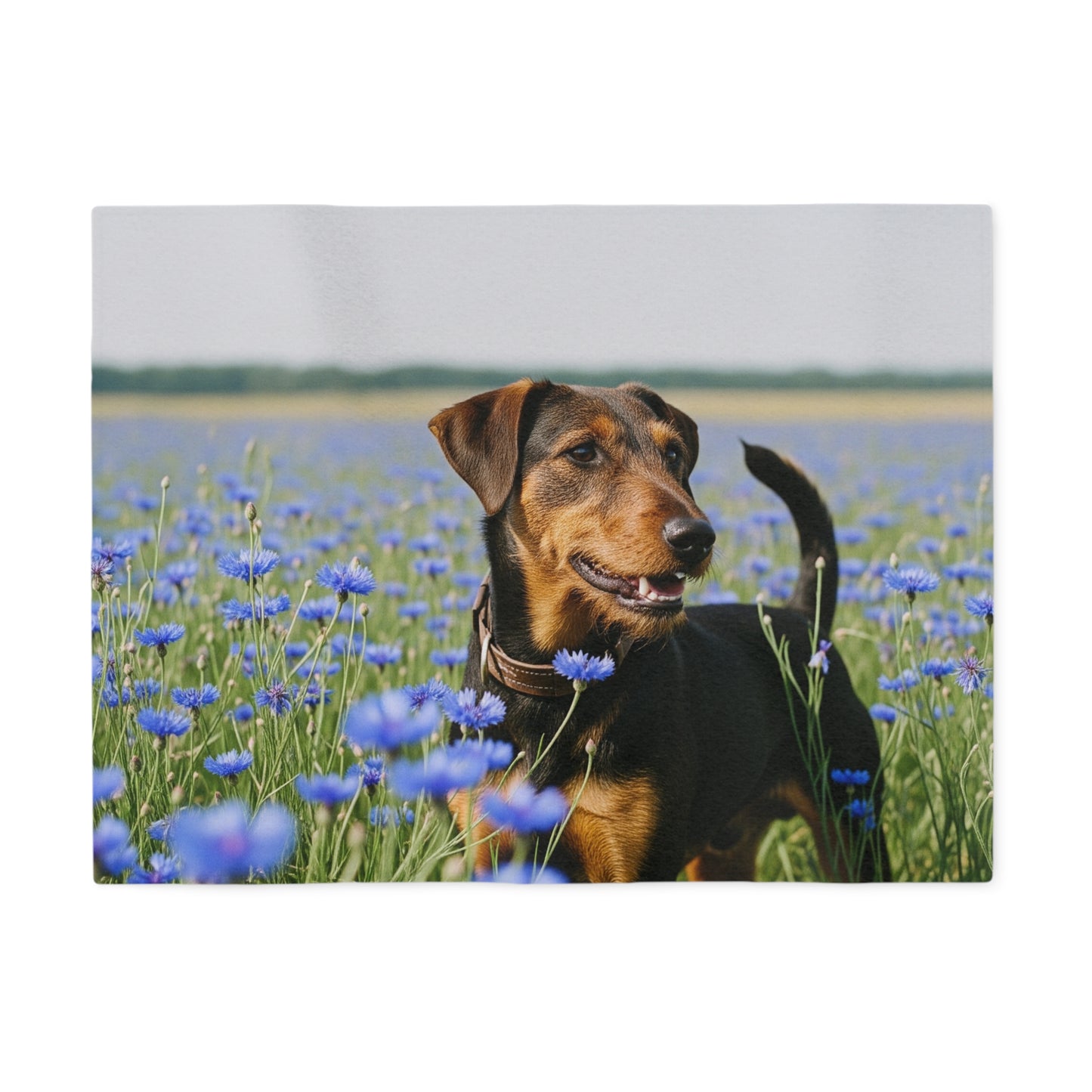 Deutscher Jagdterrier Sweatshirt Blanket