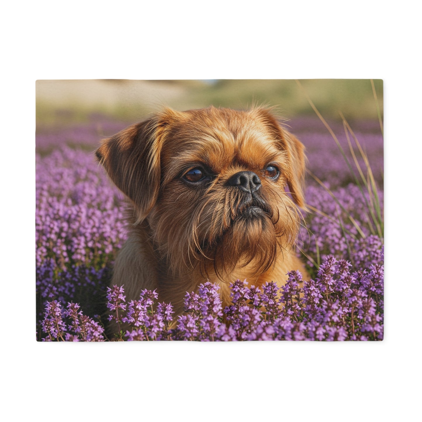 Griffon Bruxellois Sweatshirt Blanket