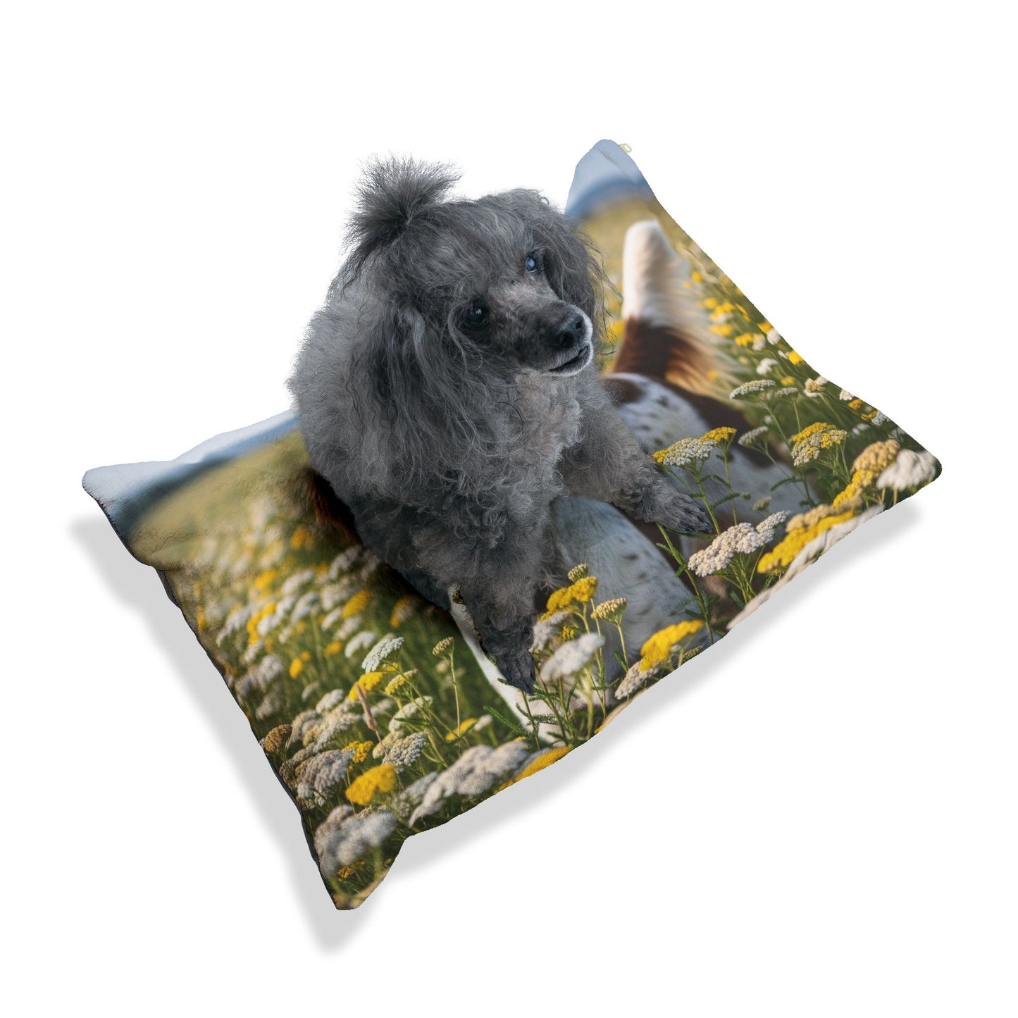 Drentsche Patrijshond Pet Bed