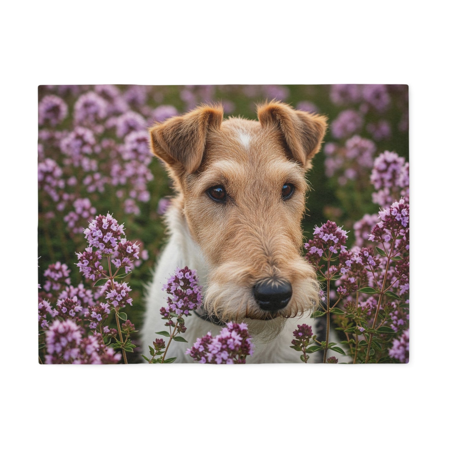 Fox Terrier Sweatshirt Blanket