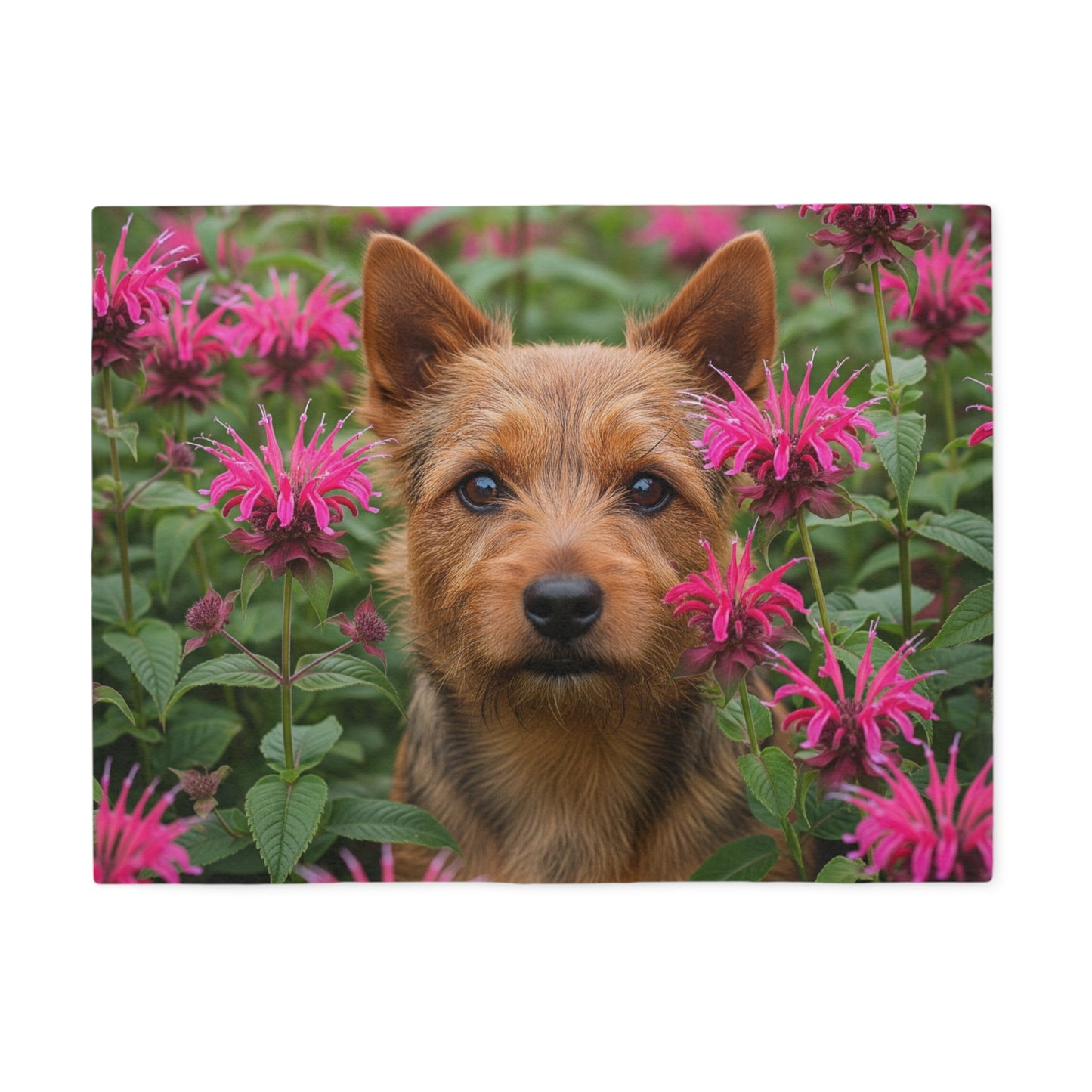 Norwich Terrier Sweatshirt Blanket
