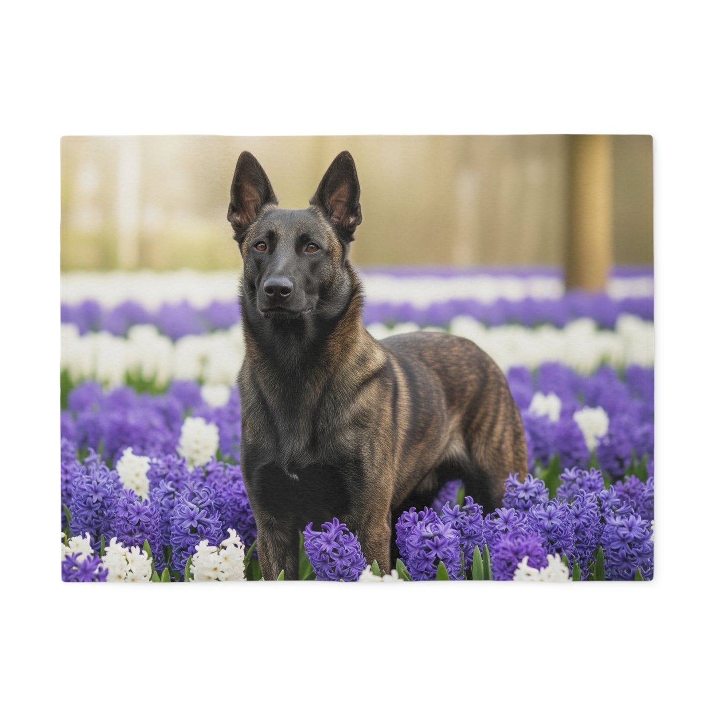 Dutch Shepherd Dog Sweatshirt Blanket
