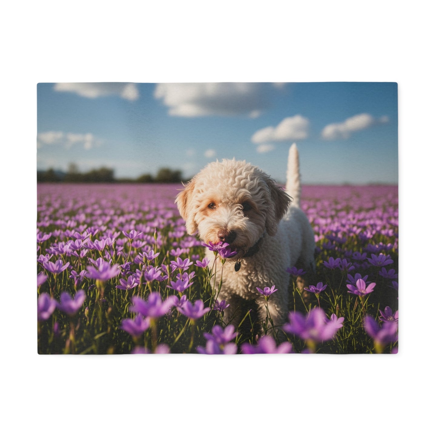 Lagotto Romagnolo Sweatshirt Blanket