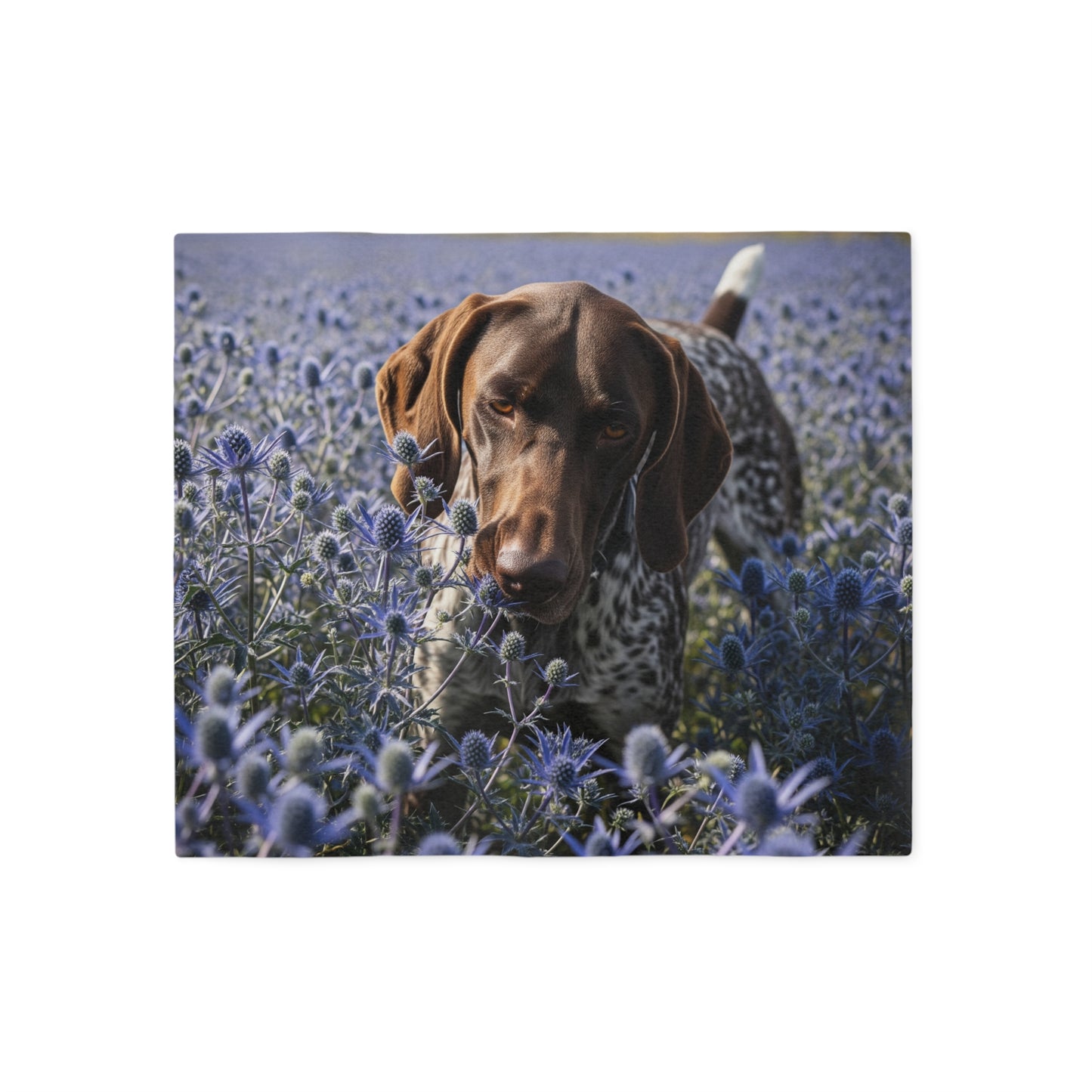 German Shorthaired Pointer Sweatshirt Blanket