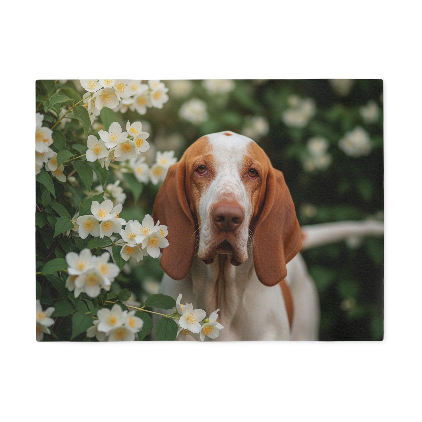 Bracco Italiano Sweatshirt Blanket