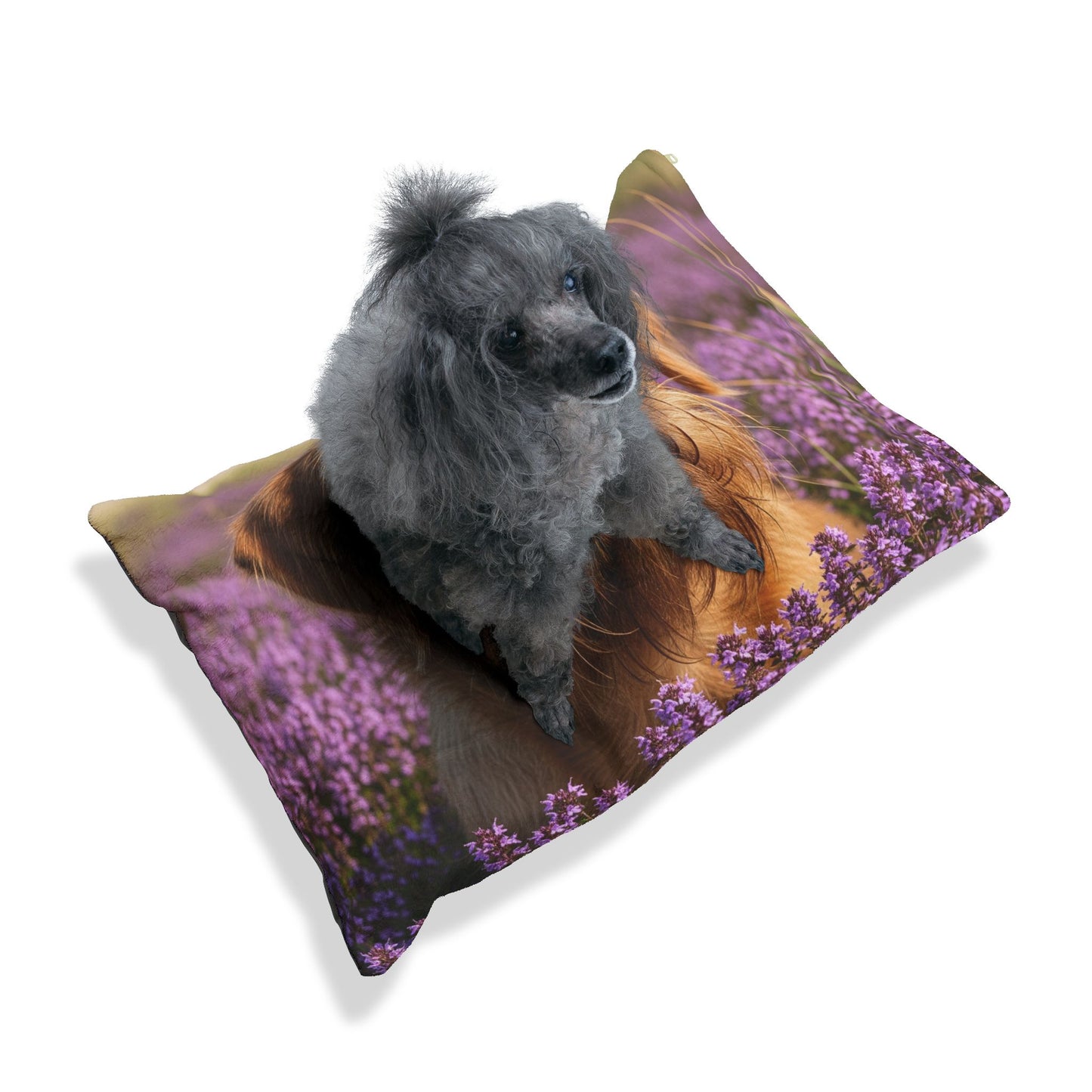 Griffon Bruxellois Pet Bed