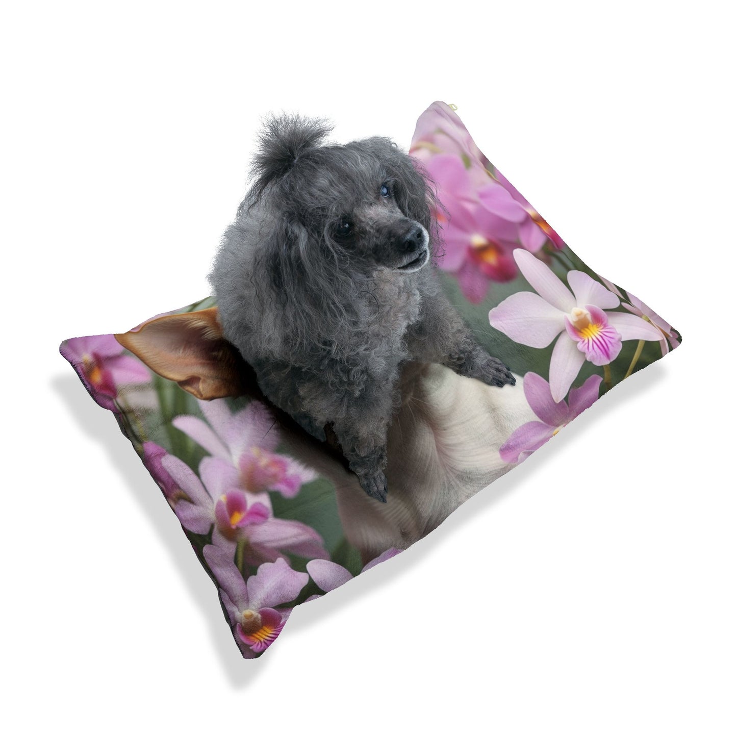 Chihuahua Pet Bed