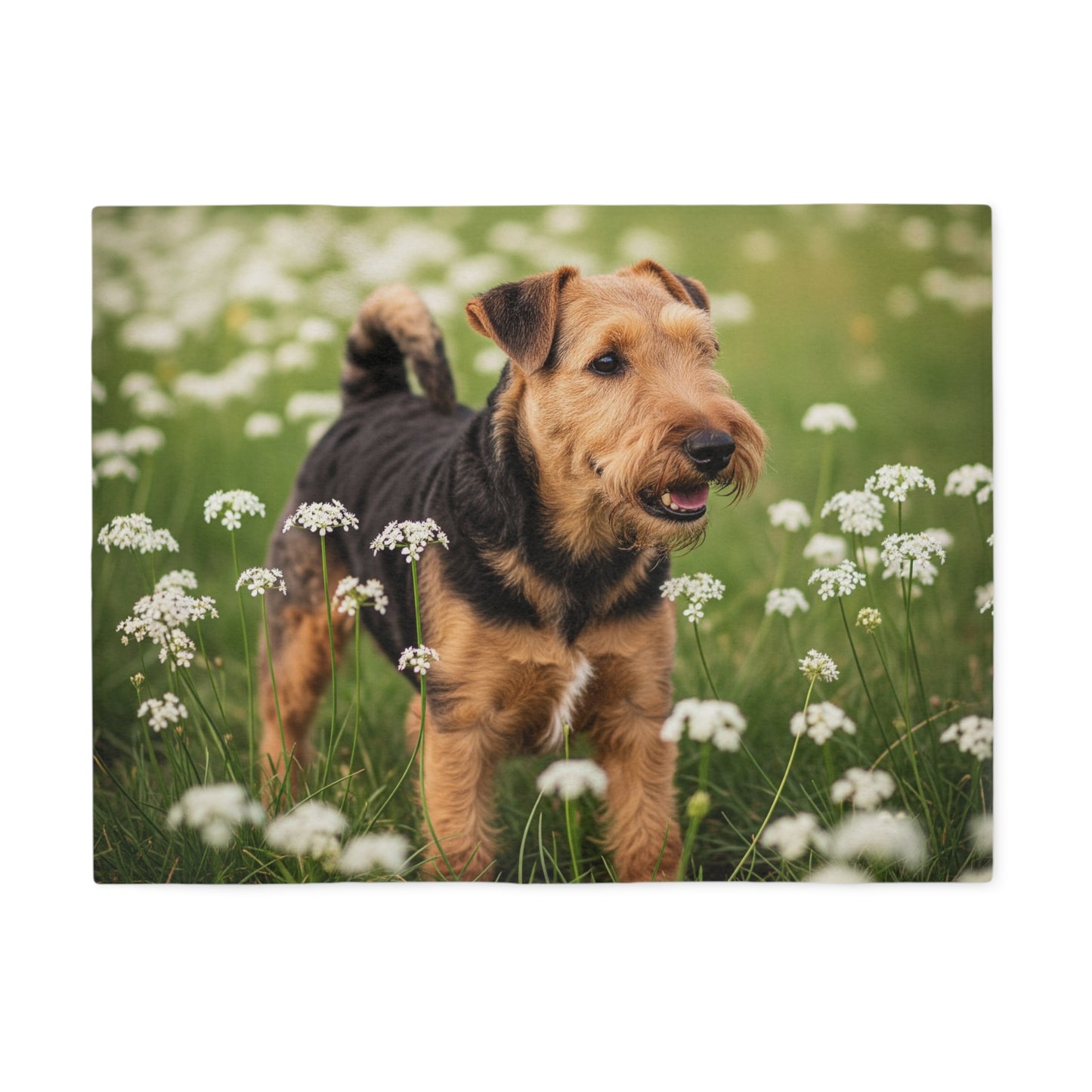 Lakeland Terrier Sweatshirt Blanket