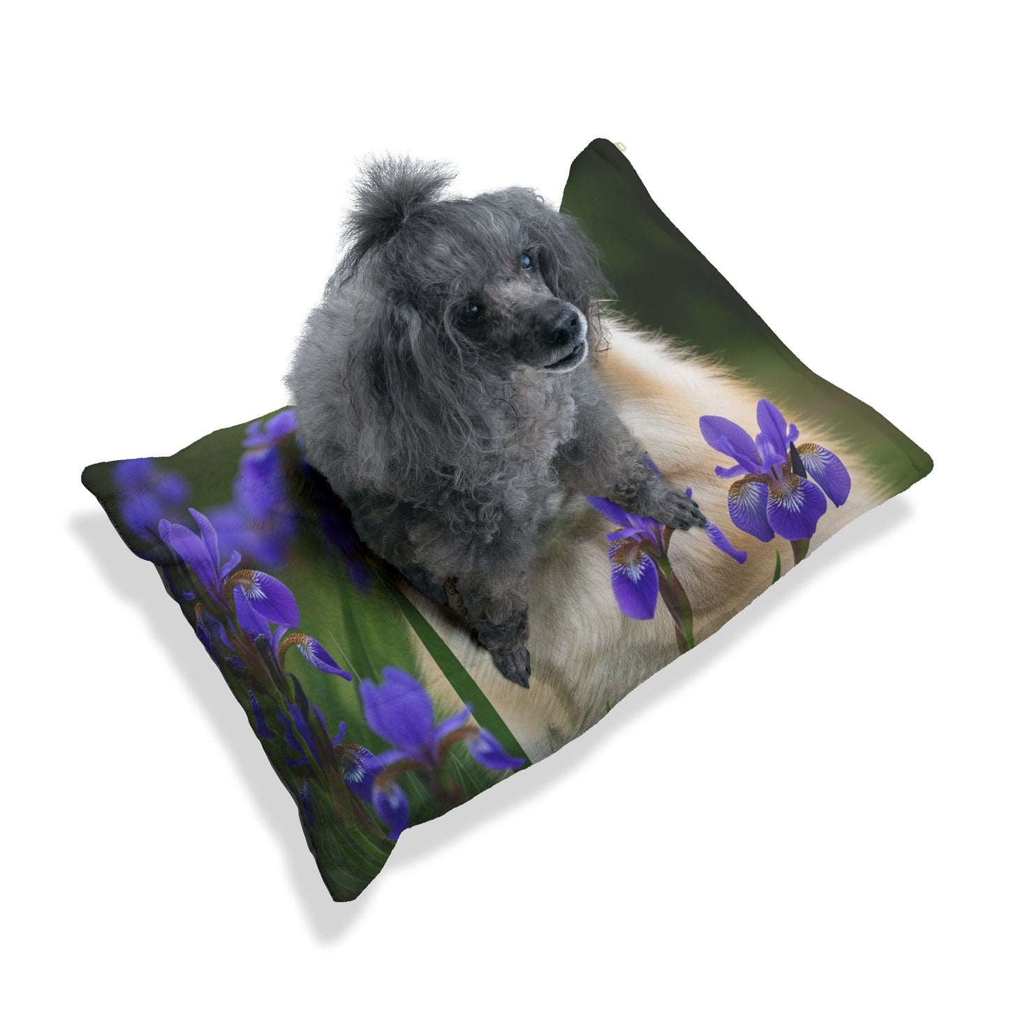 Pomsky Pet Bed