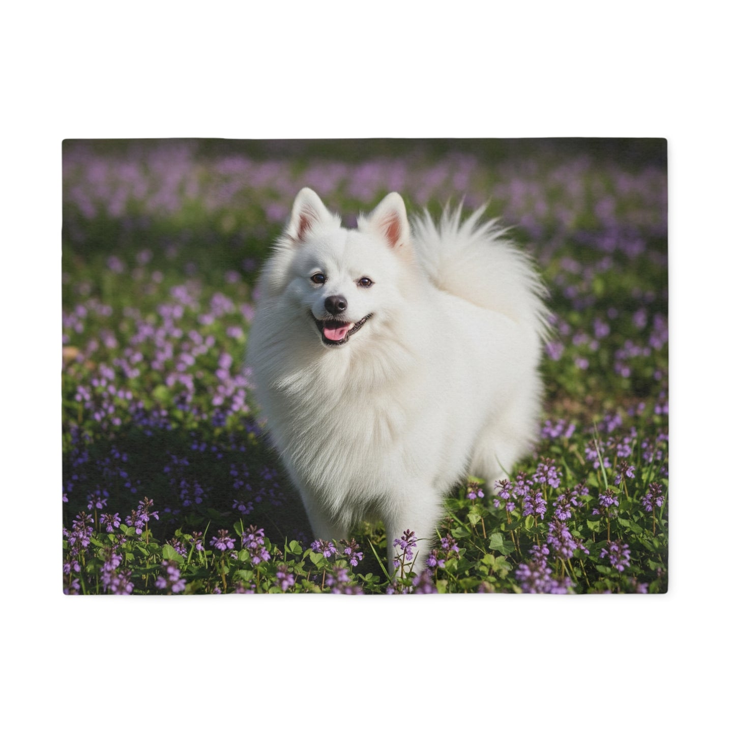 German Spitz Sweatshirt Blanket