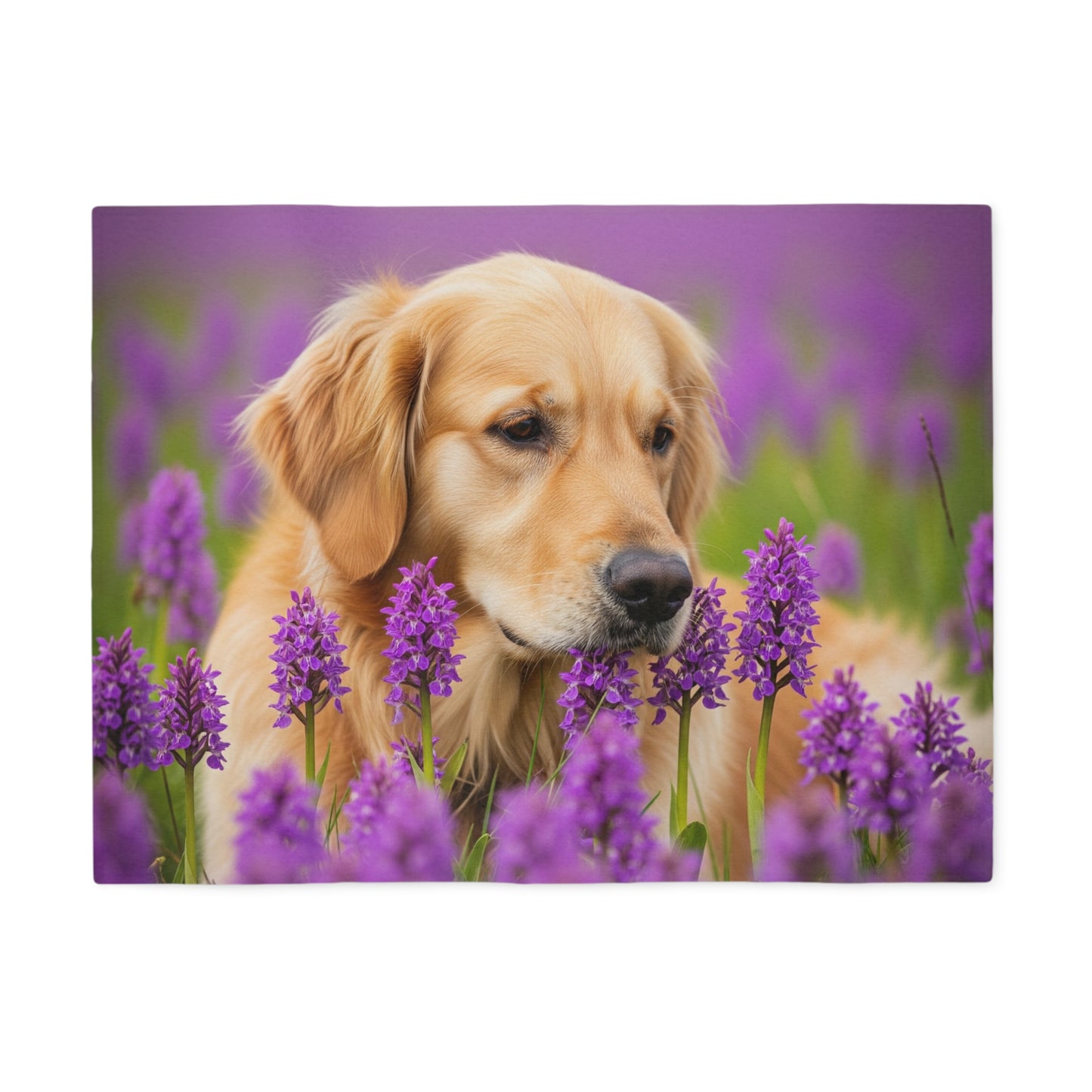 Golden Retriever Sweatshirt Blanket