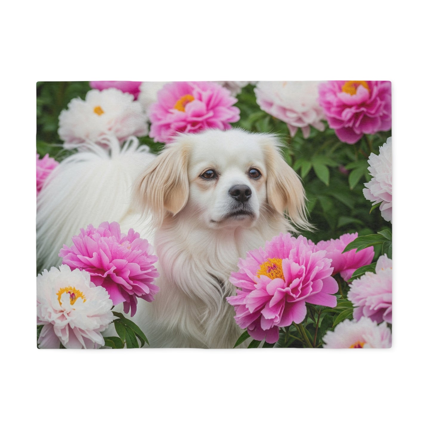 Tibetan Spaniel Sweatshirt Blanket