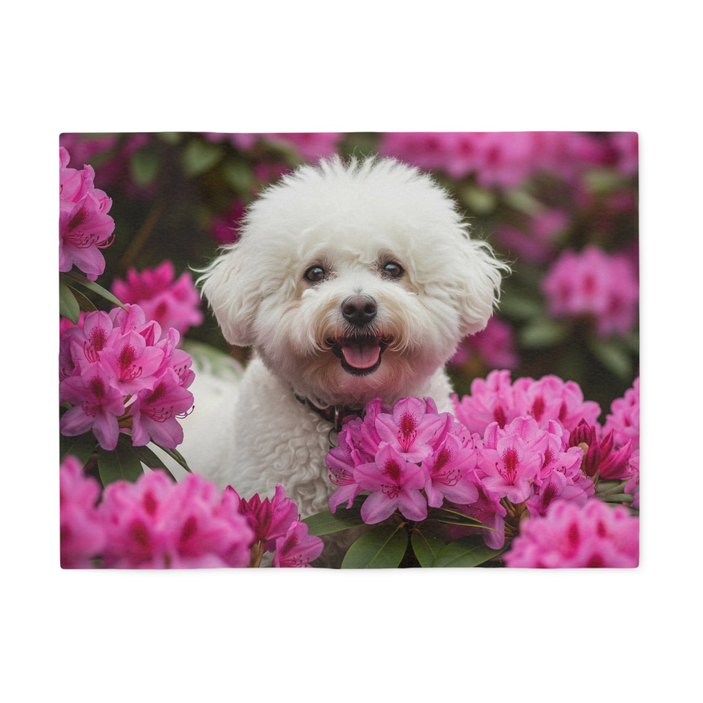 Bichon Frise Sweatshirt Blanket