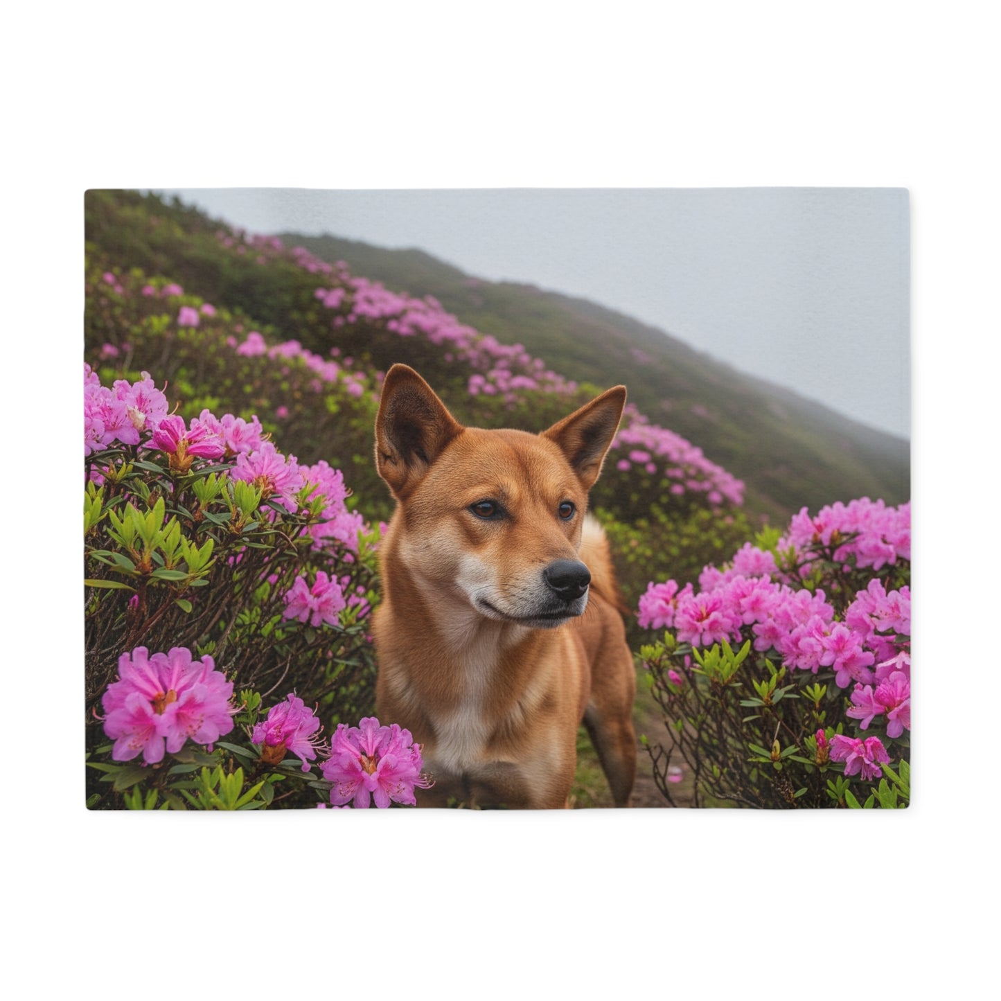 Taiwan Dog Sweatshirt Blanket