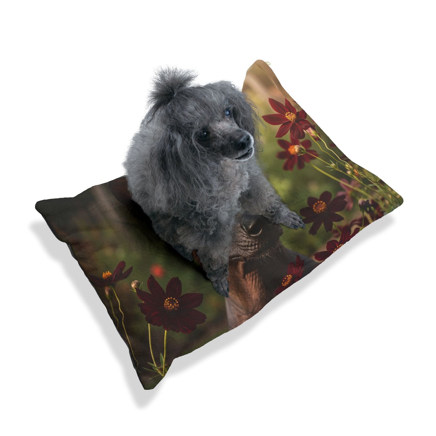 Xoloitzcuintli Pet Bed