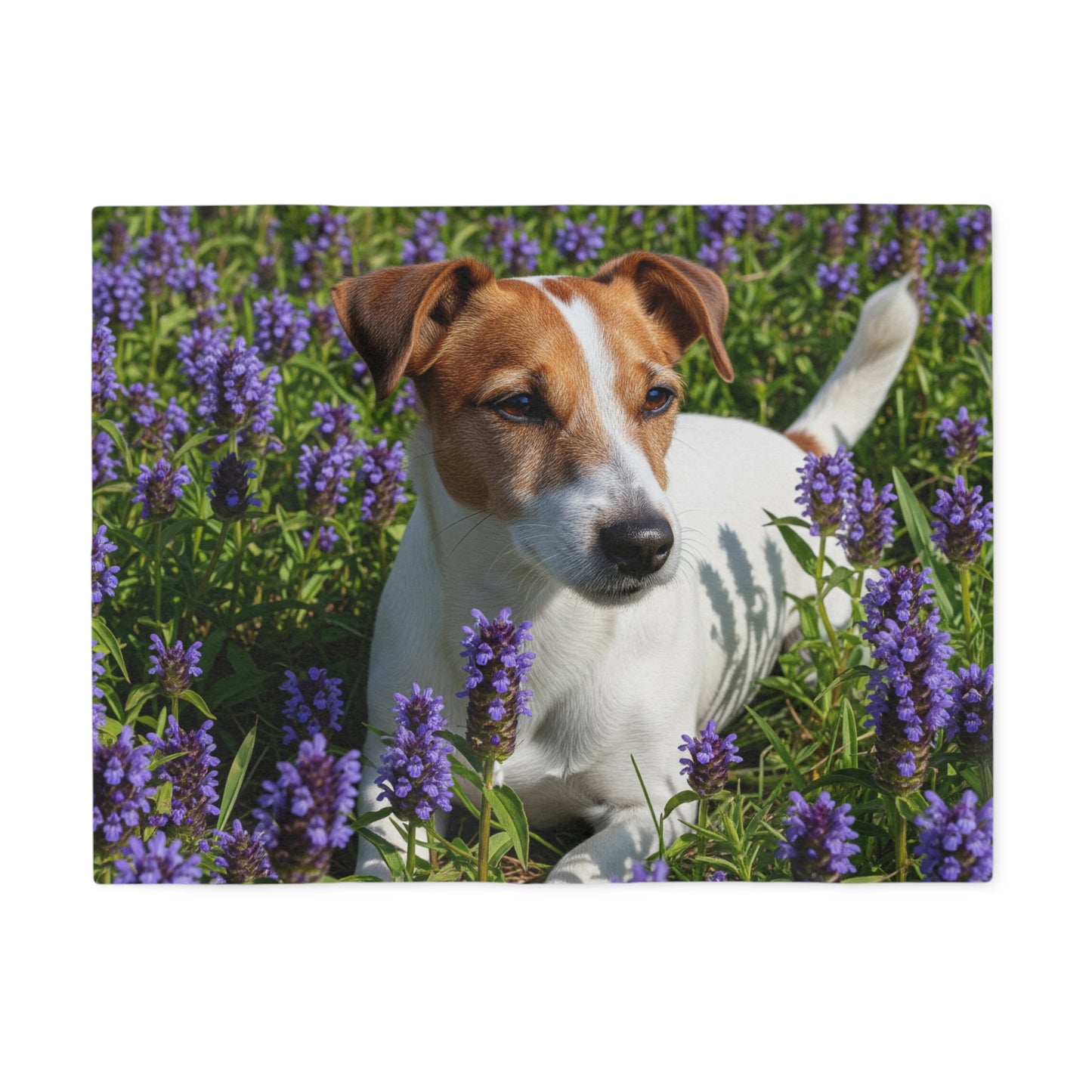 Jack Russell Terrier Sweatshirt Blanket