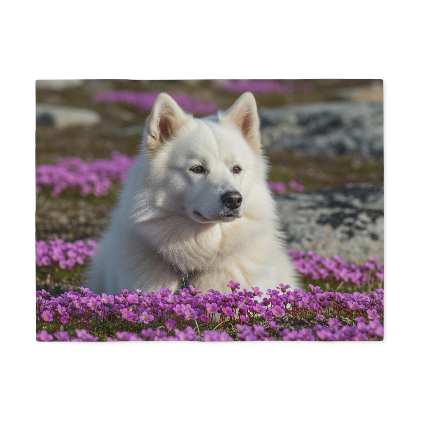 Canadian Eskimo Dog Sweatshirt Blanket